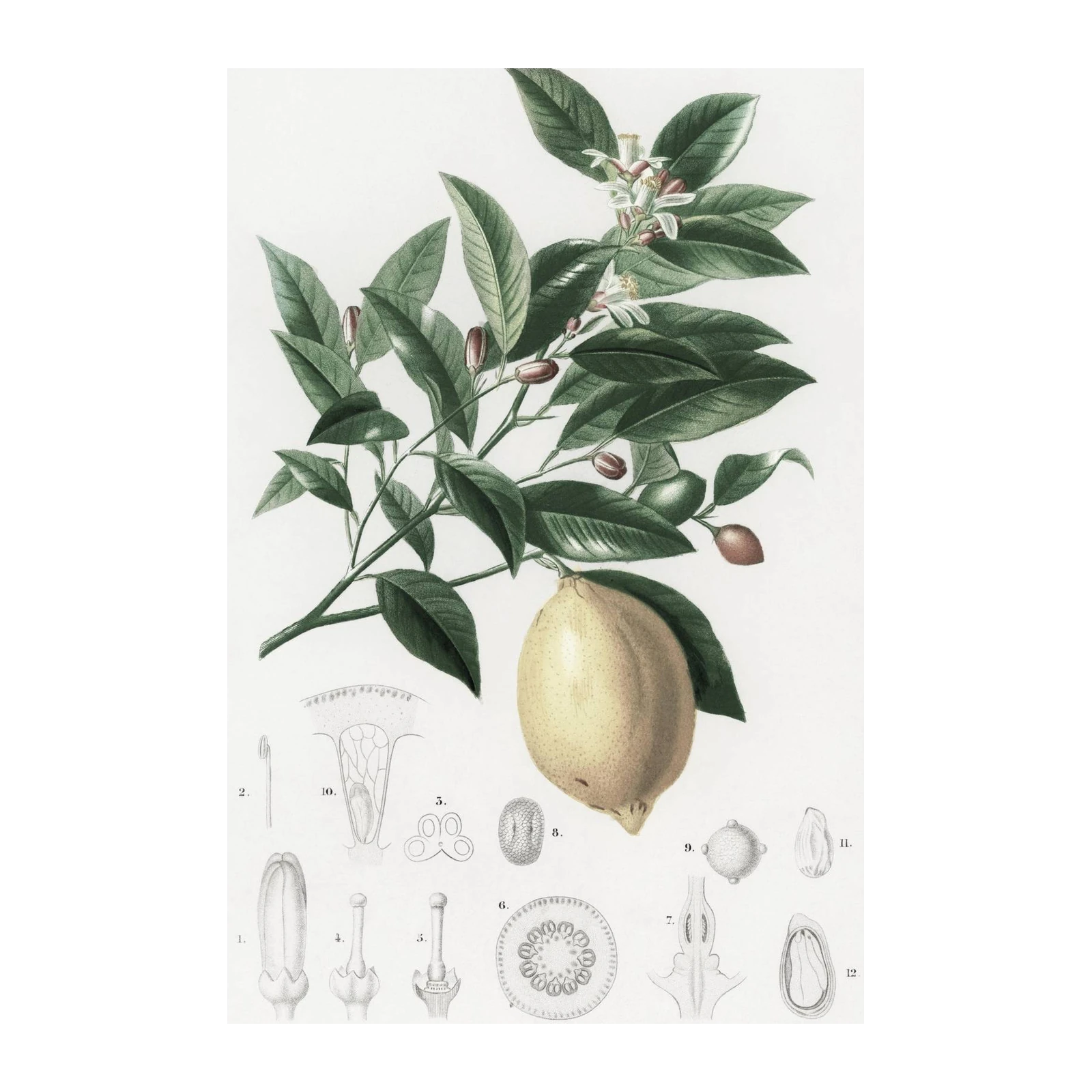 Botanical Lemon Branch & Anatomy Wall Art
