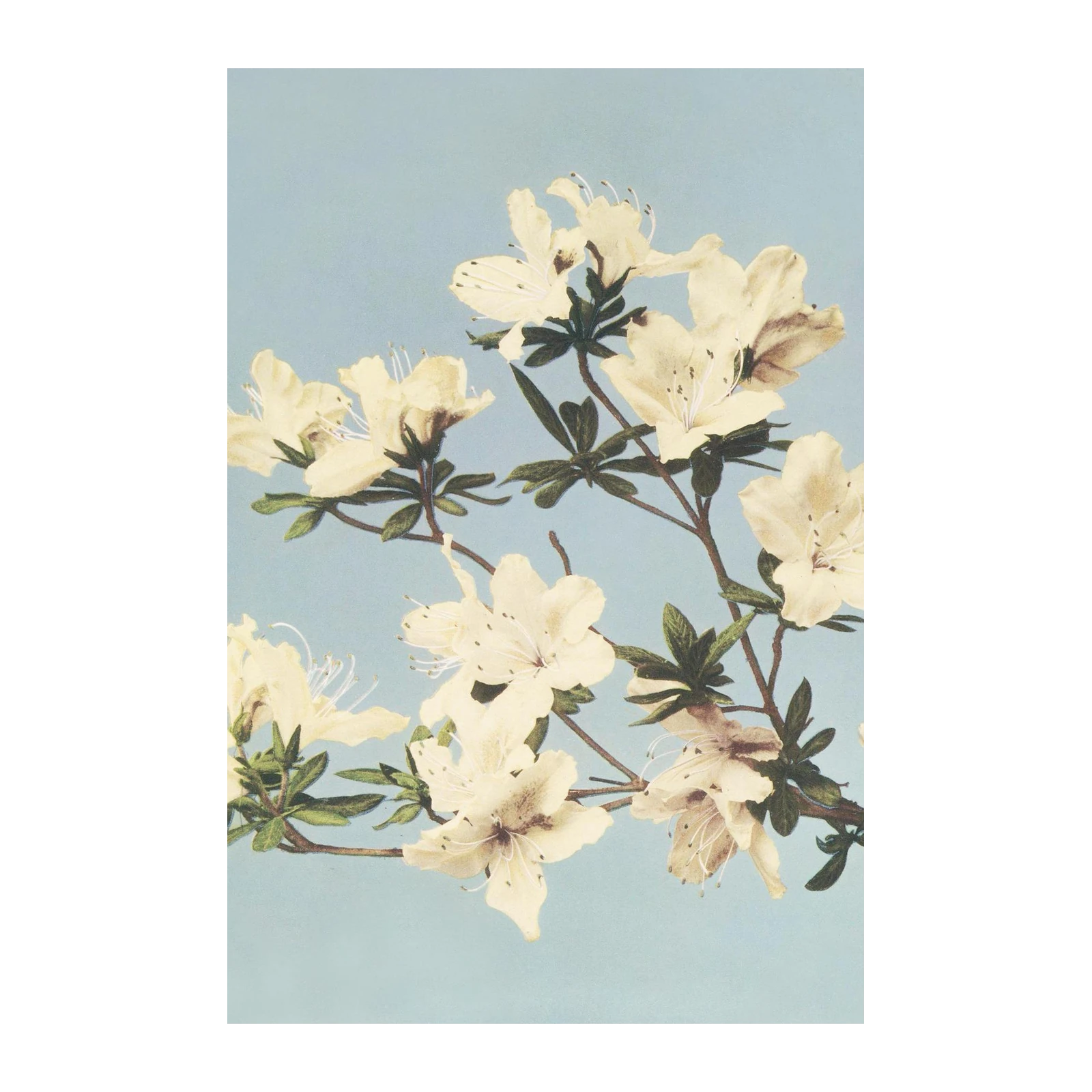Serene Cream Azalea Botanical Wall Art