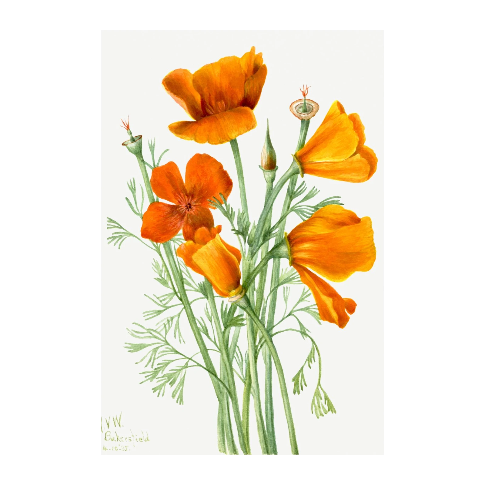 Vibrant California Poppies Botanical Art Wall Art