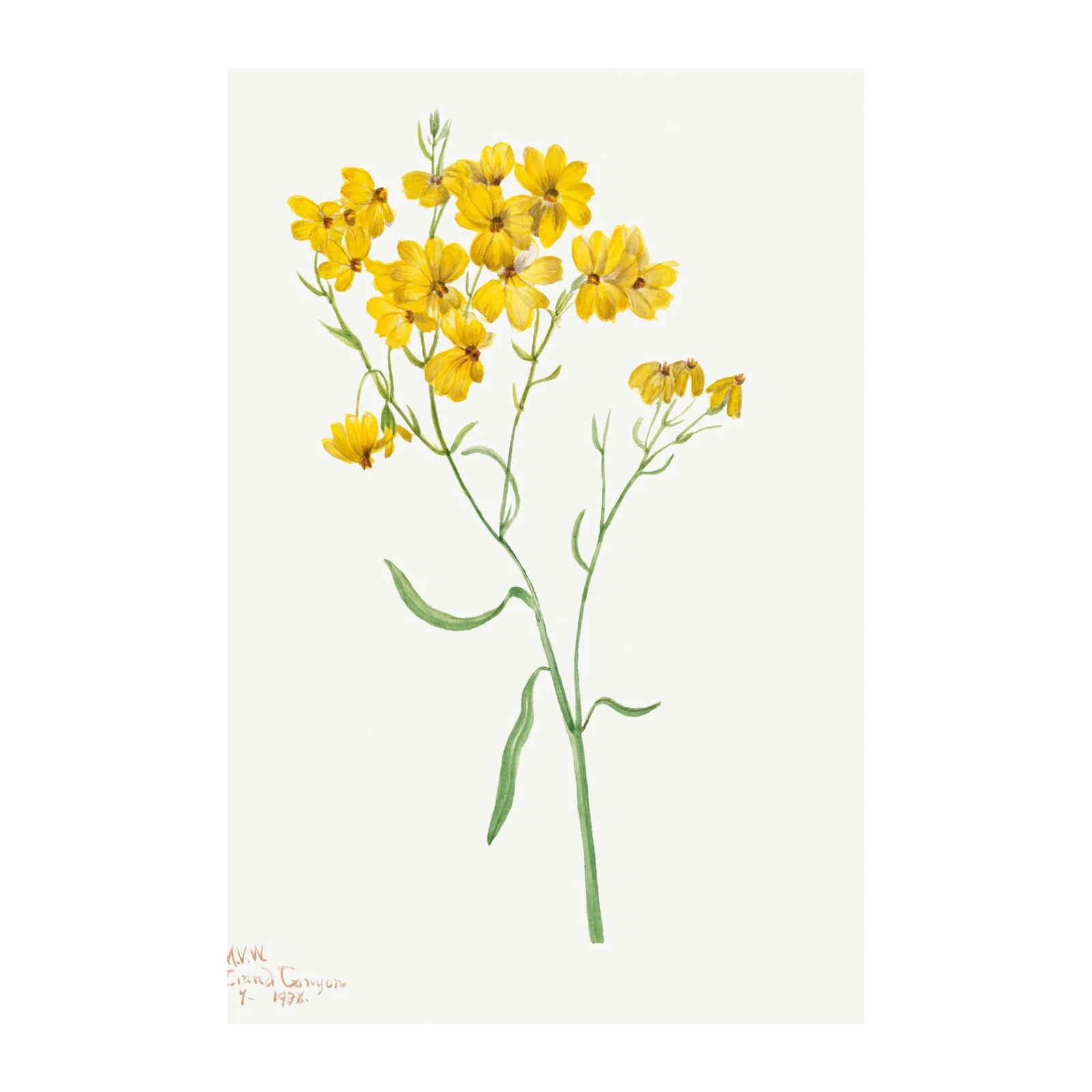 Botanical Yellow Wildflowers Wall Art
