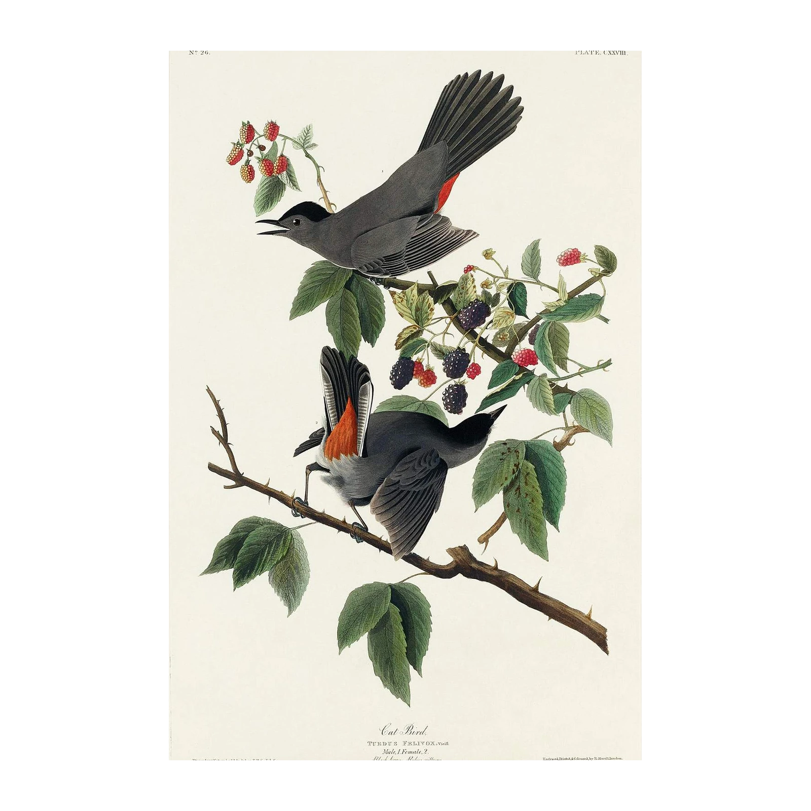 Gray Catbird and Blackberries Vintage Bird Wall Art