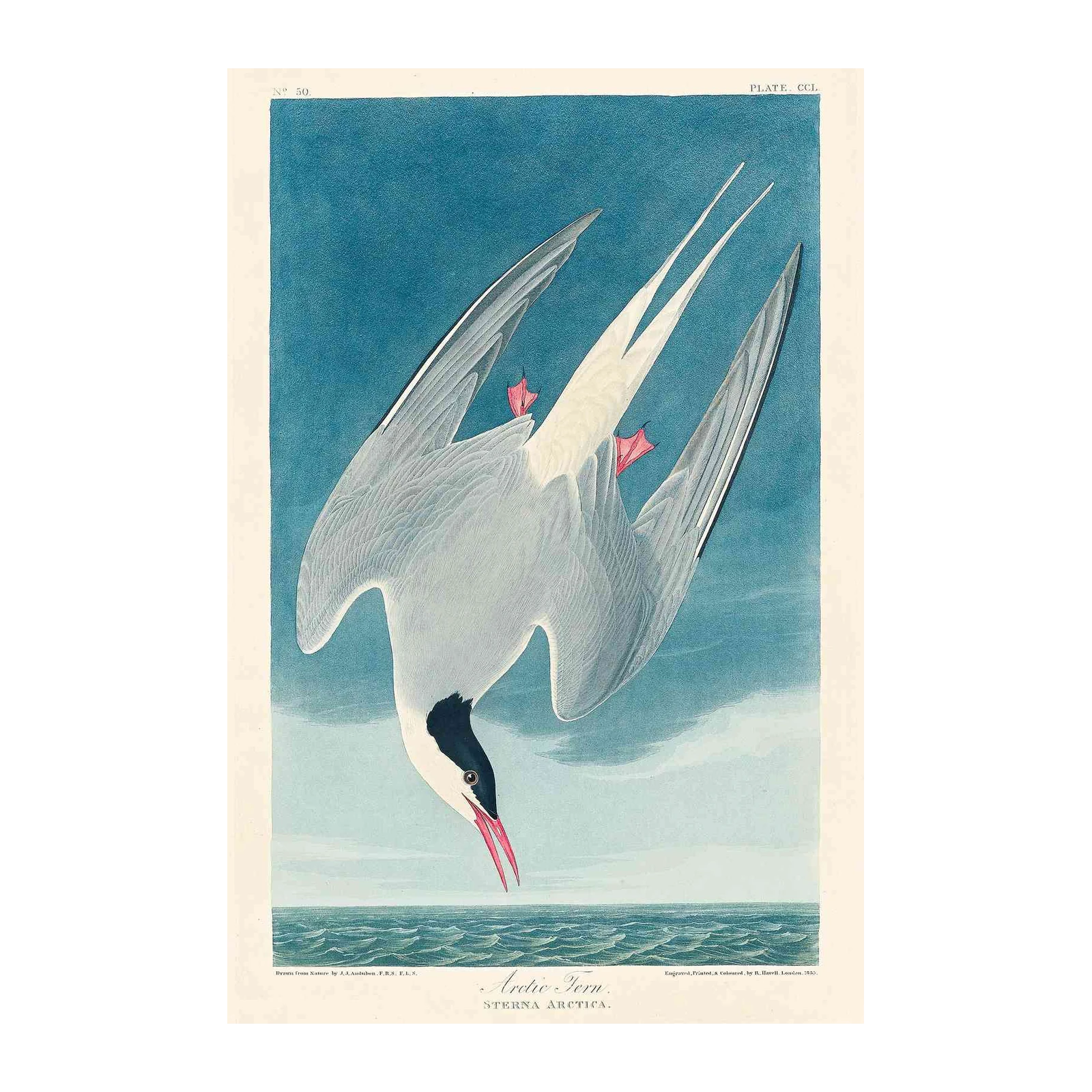 Arctic Tern Audubon Bird Art Wall Art
