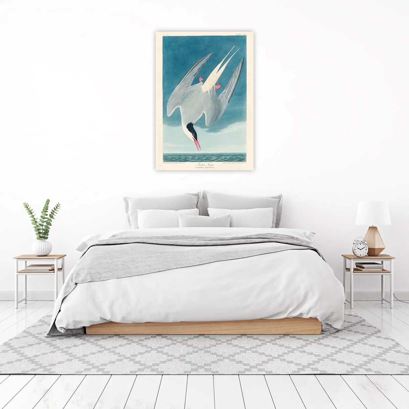 Arctic Tern Audubon Bird Art Wall Art