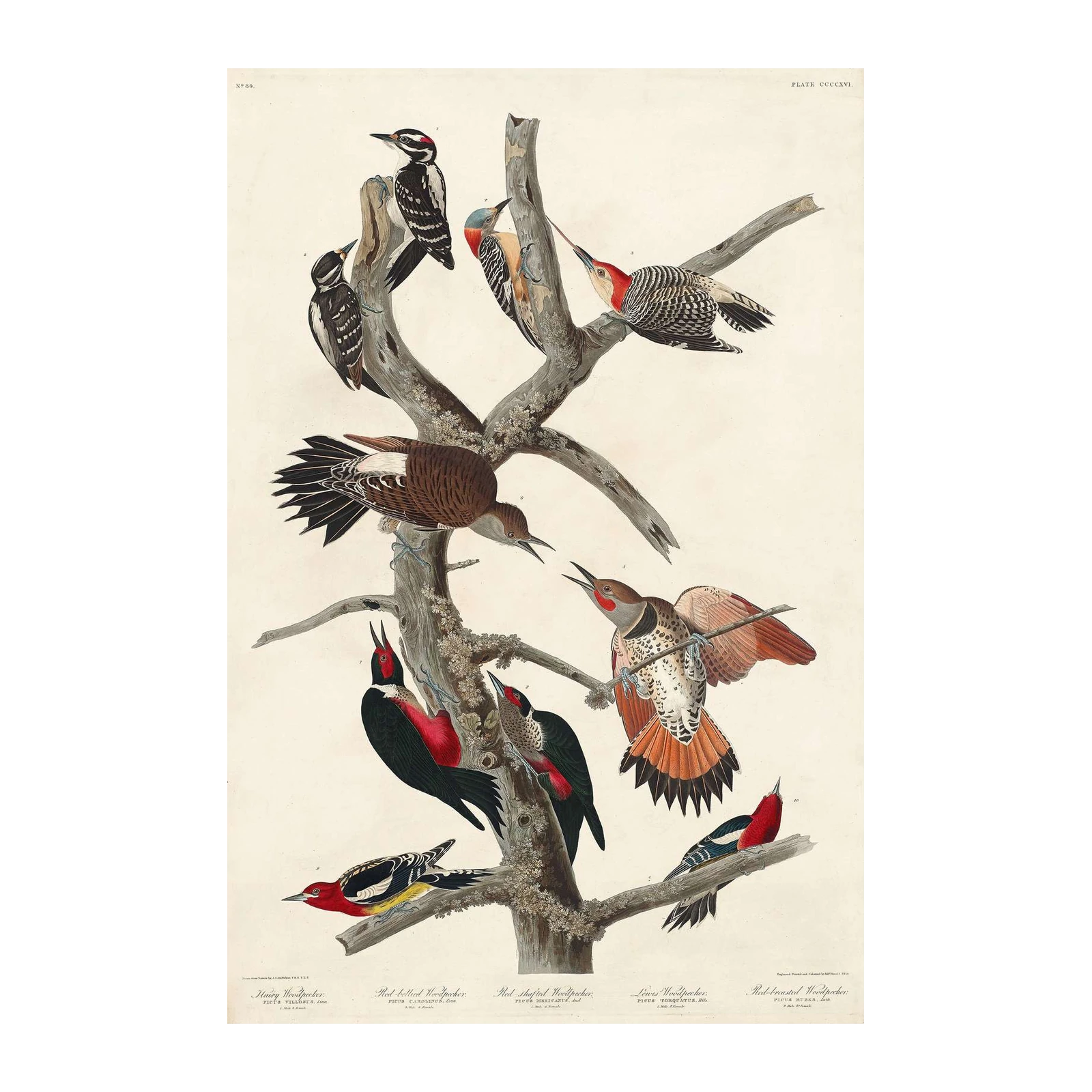 Vintage Woodpecker Study Wall Art
