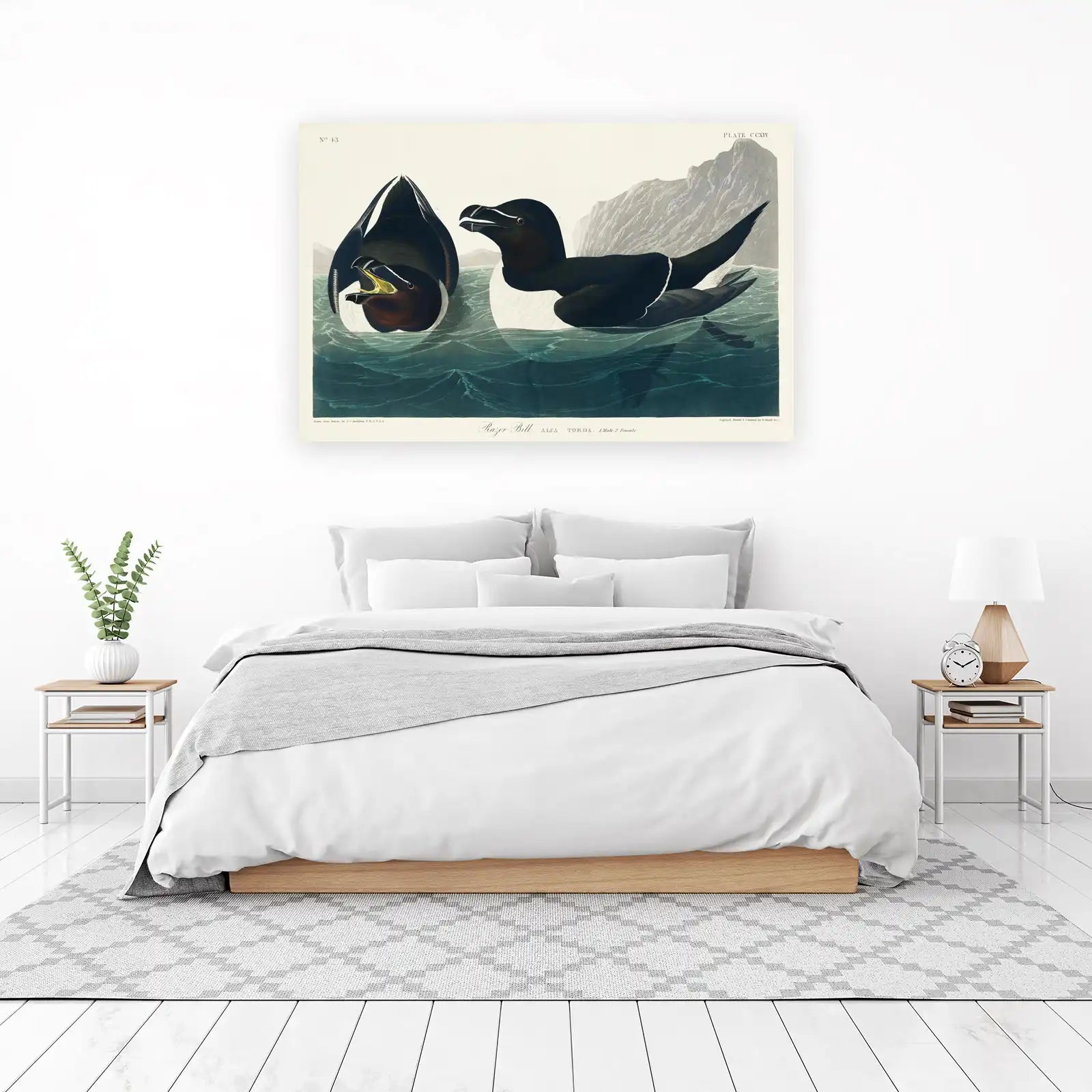Audubon Razor Bill Bird Art Wall Art