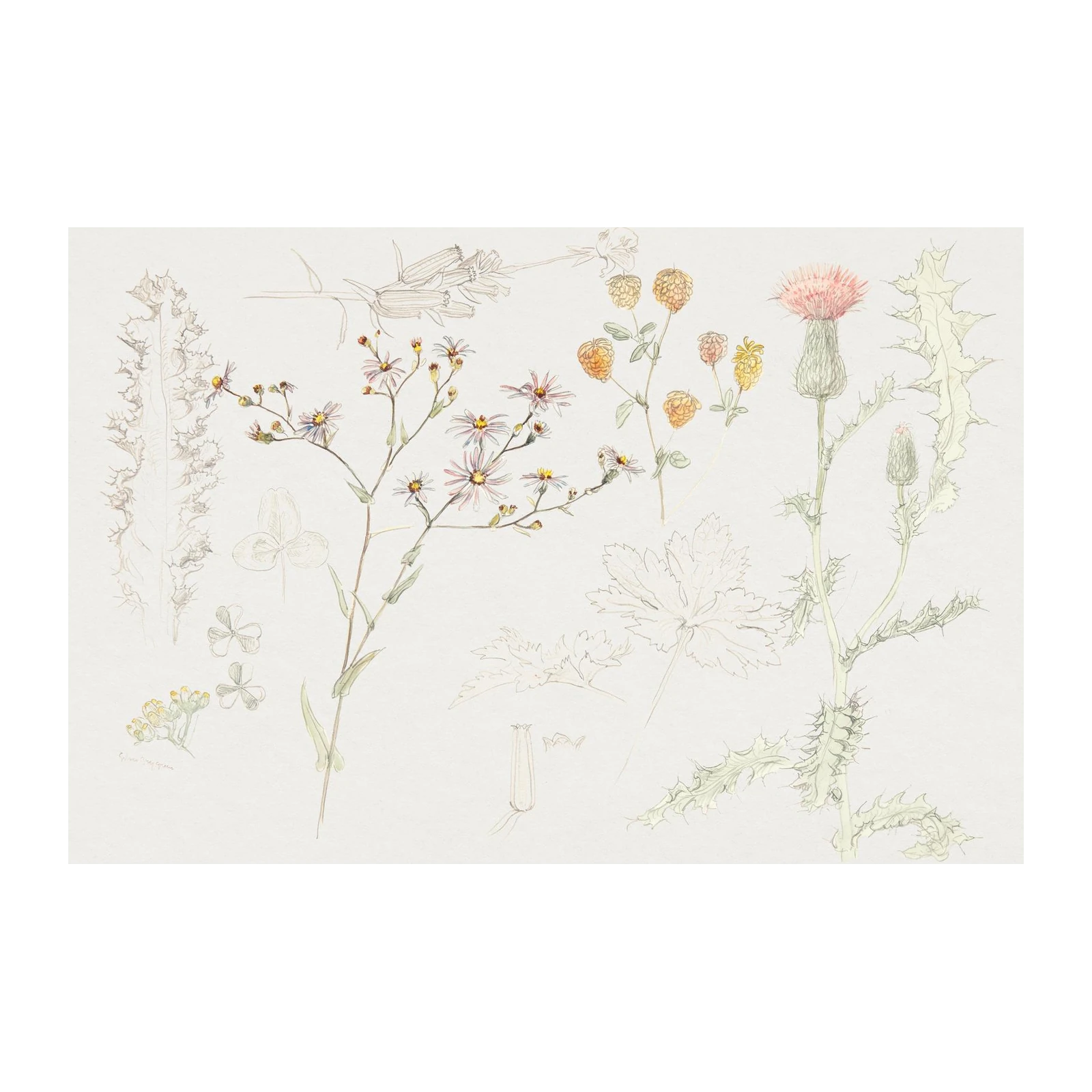 Botanical Meadow Wildflowers & Thistle Wall Art