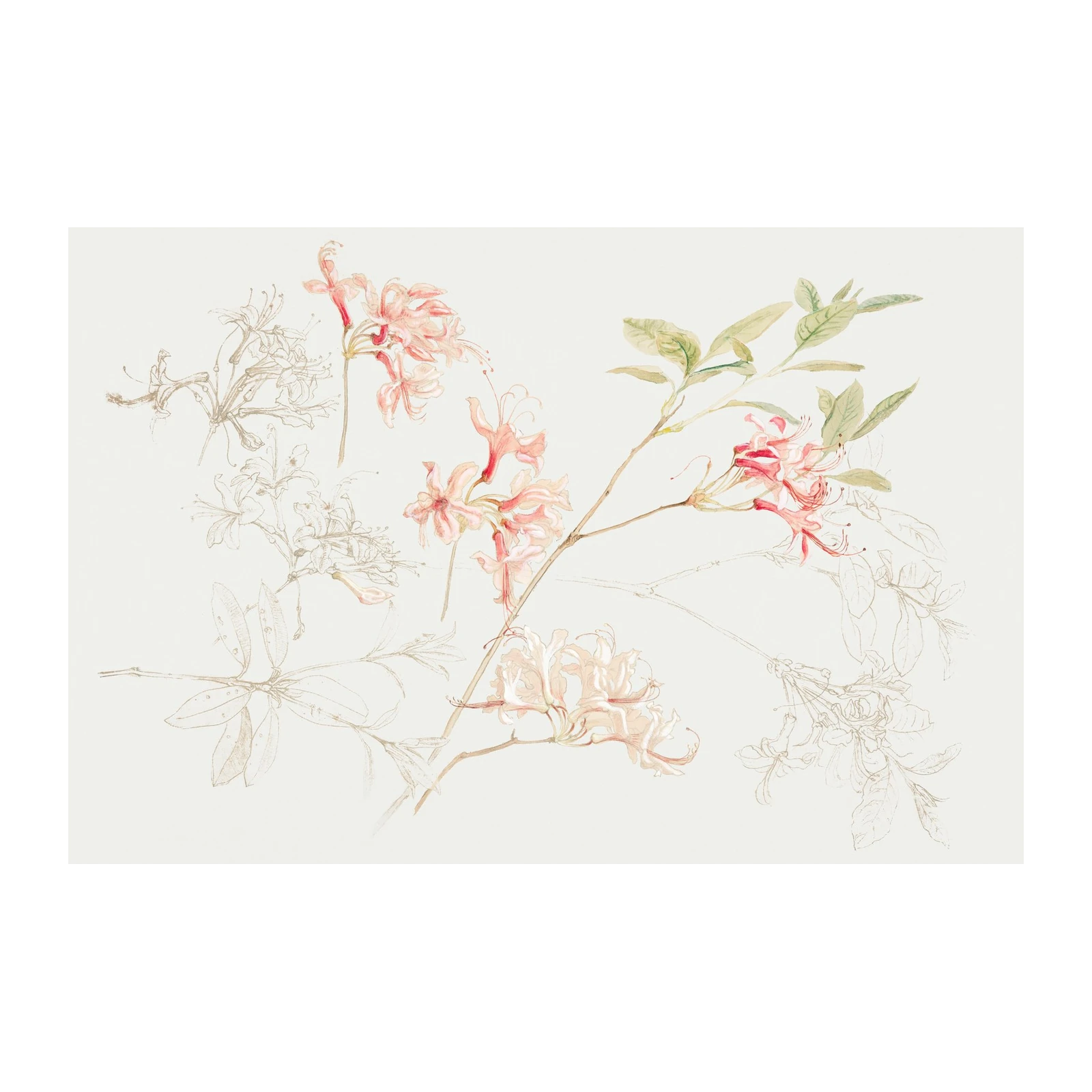 Delicate Pink Blossom Botanical Wall Art