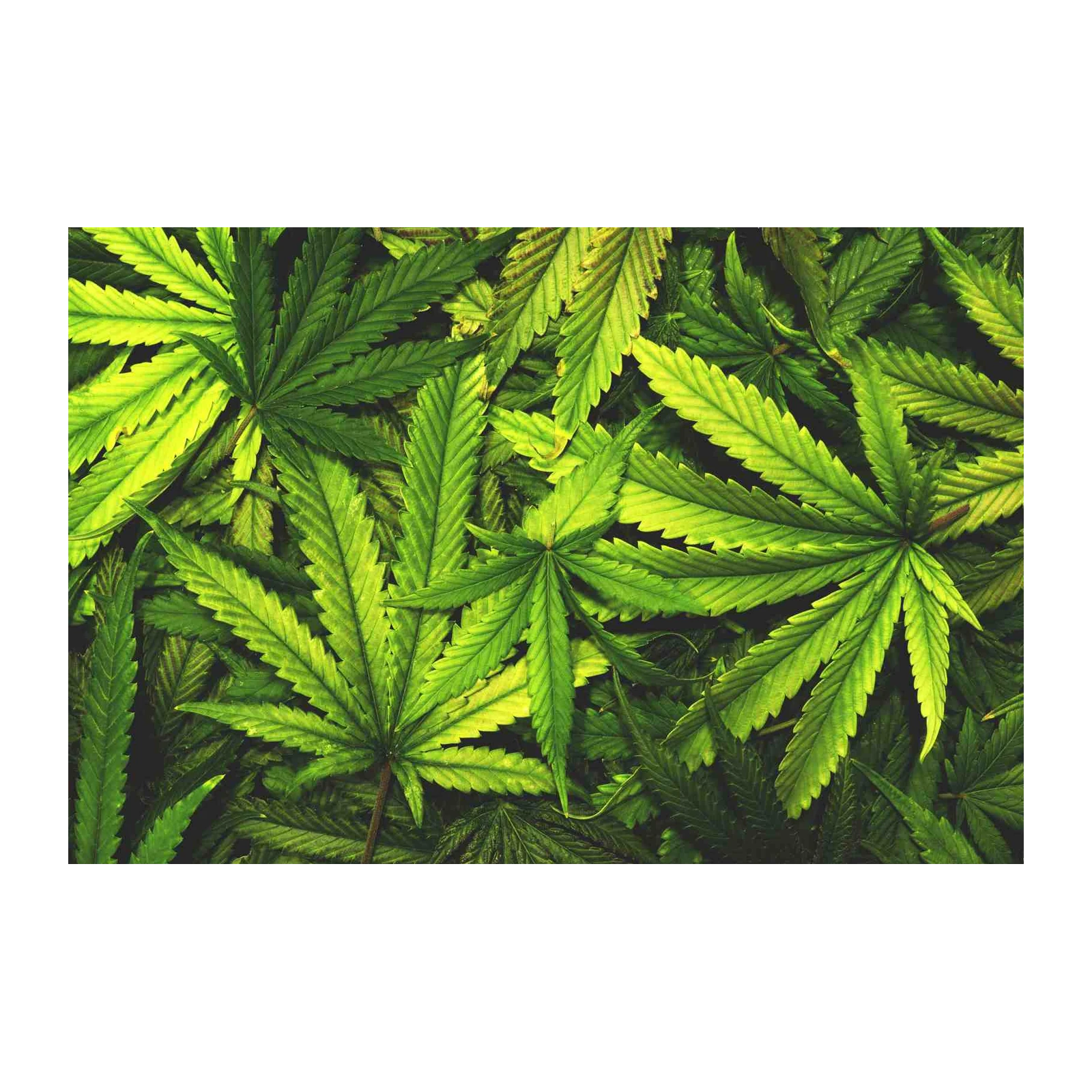 Vibrant Green Cannabis Leaf Art Wall Art