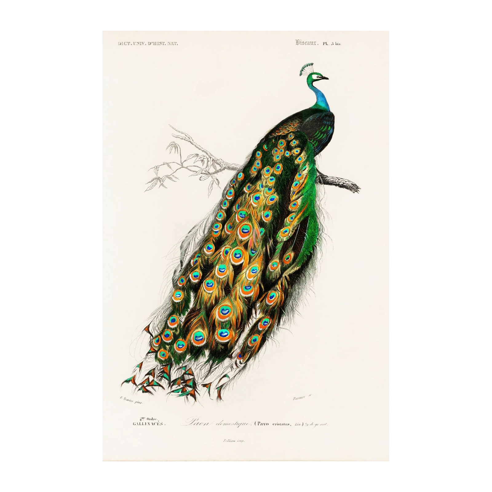 Vibrant Peacock Vintage Art Wall Art