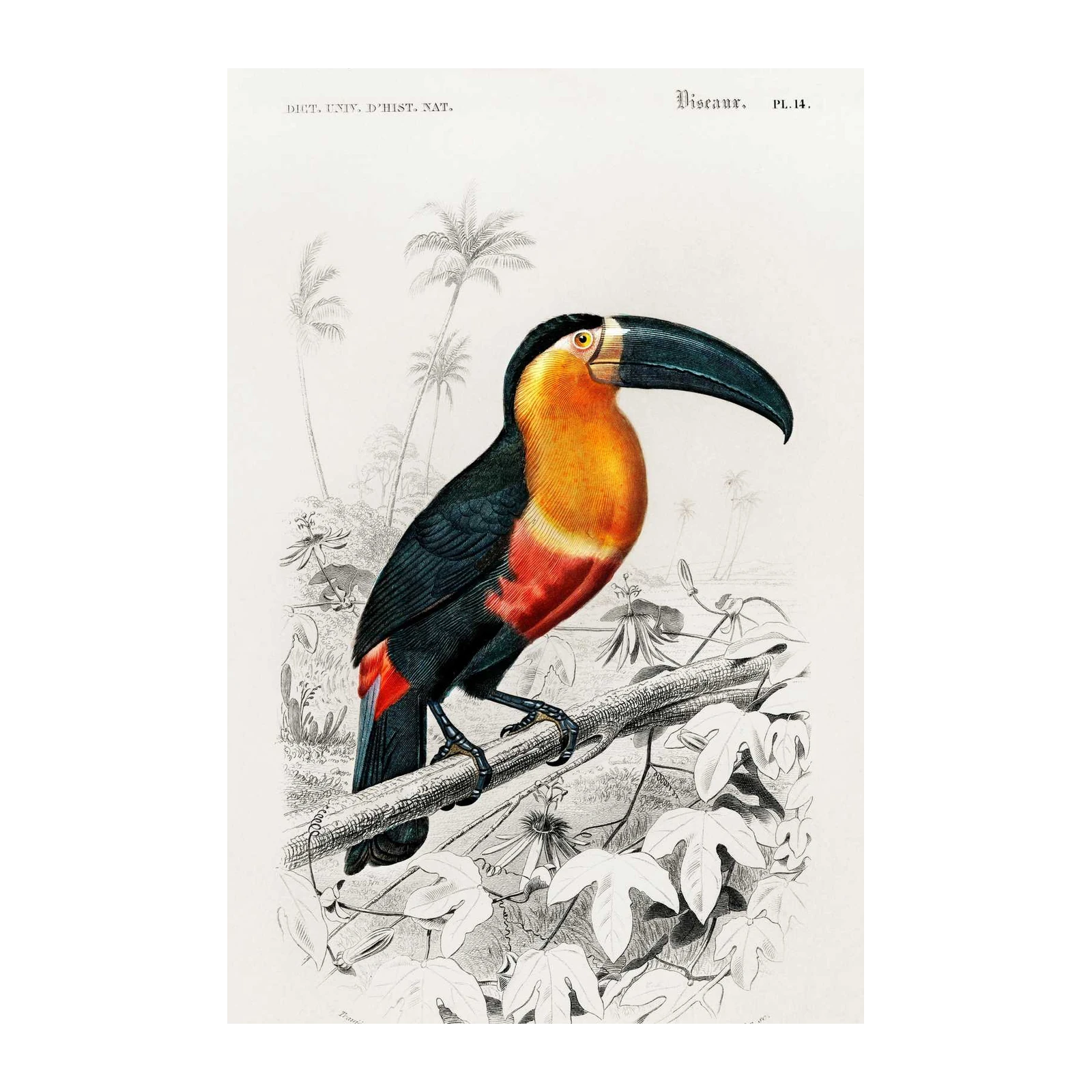 Vibrant Toucan Tropical Bird Art Wall Art