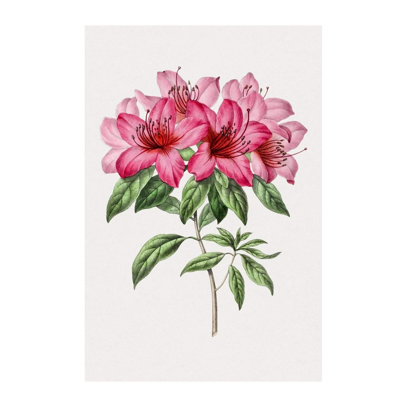 Pink Azalea Botanical Vintage Wall Art
