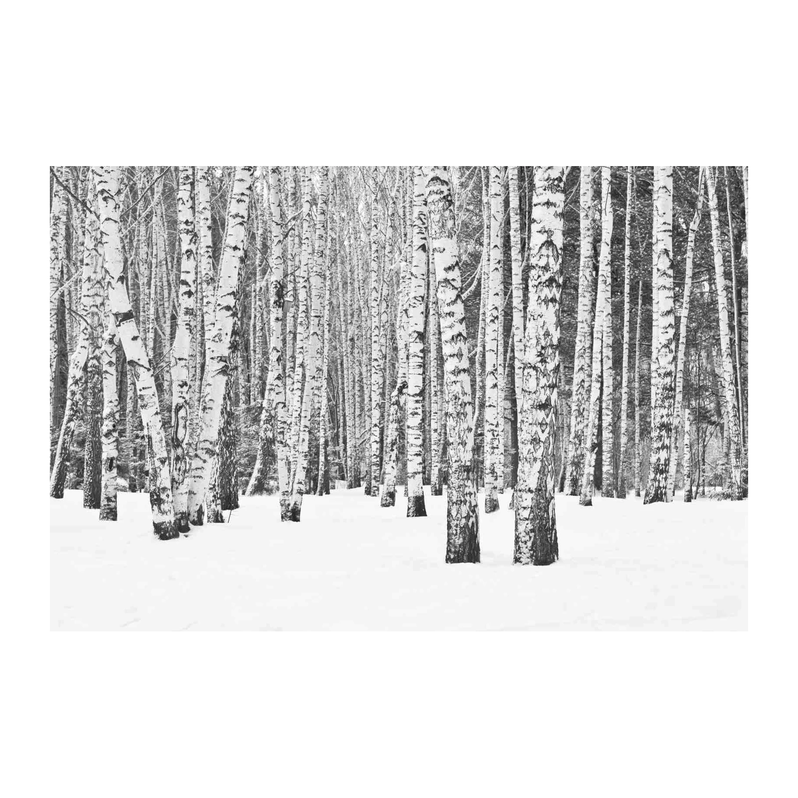 Monochrome Birch Forest Snow Wall Art