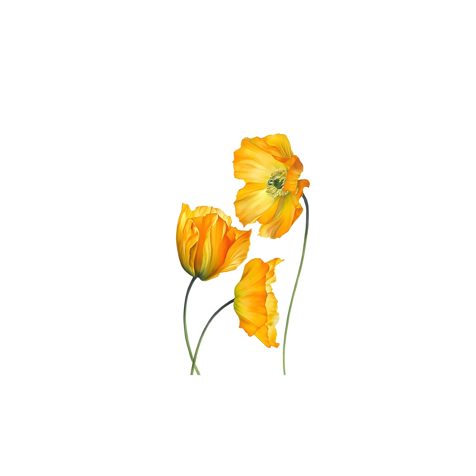 Vibrant Yellow Poppy Trio Wall Art