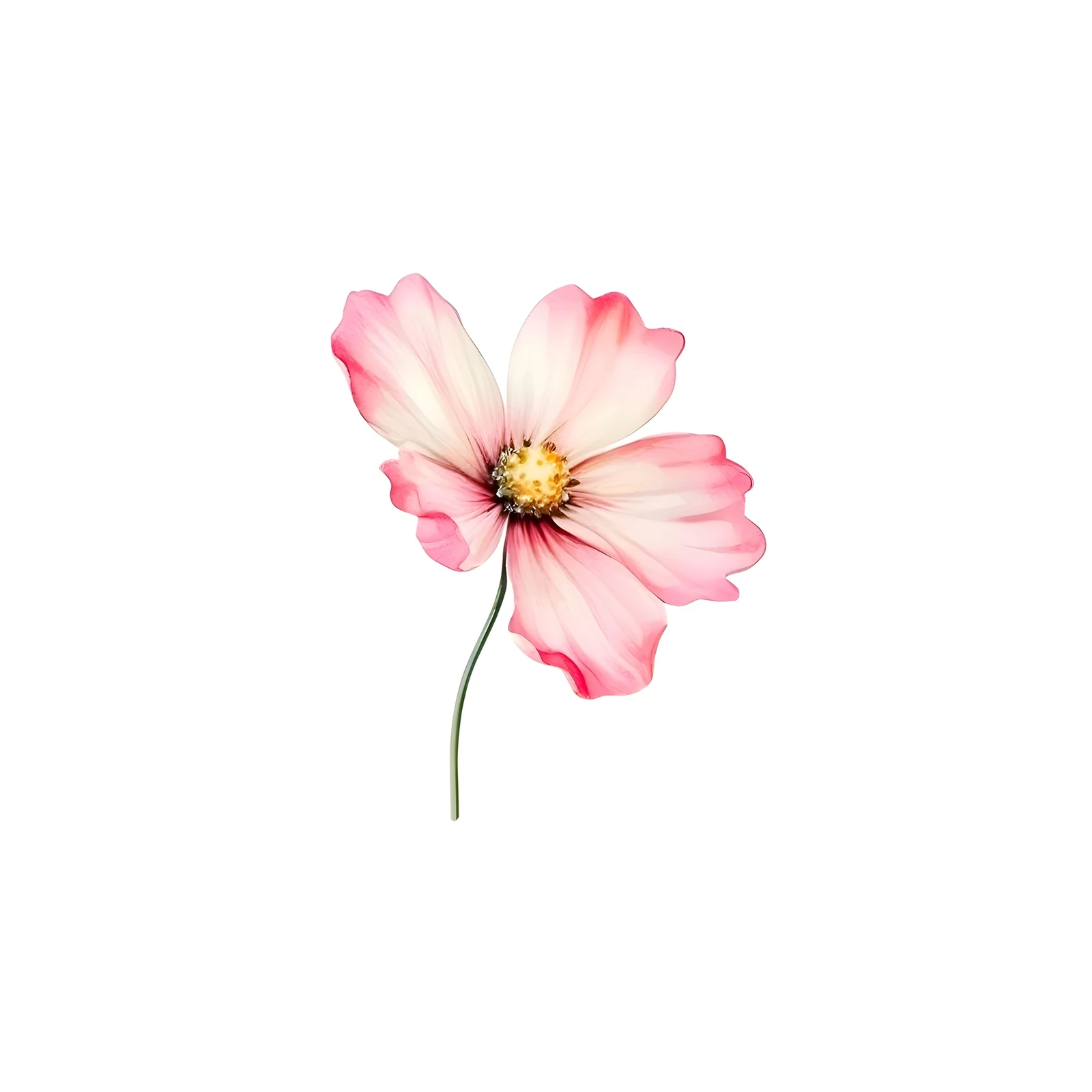 Elegant Pink Cosmos Flower Art Wall Art