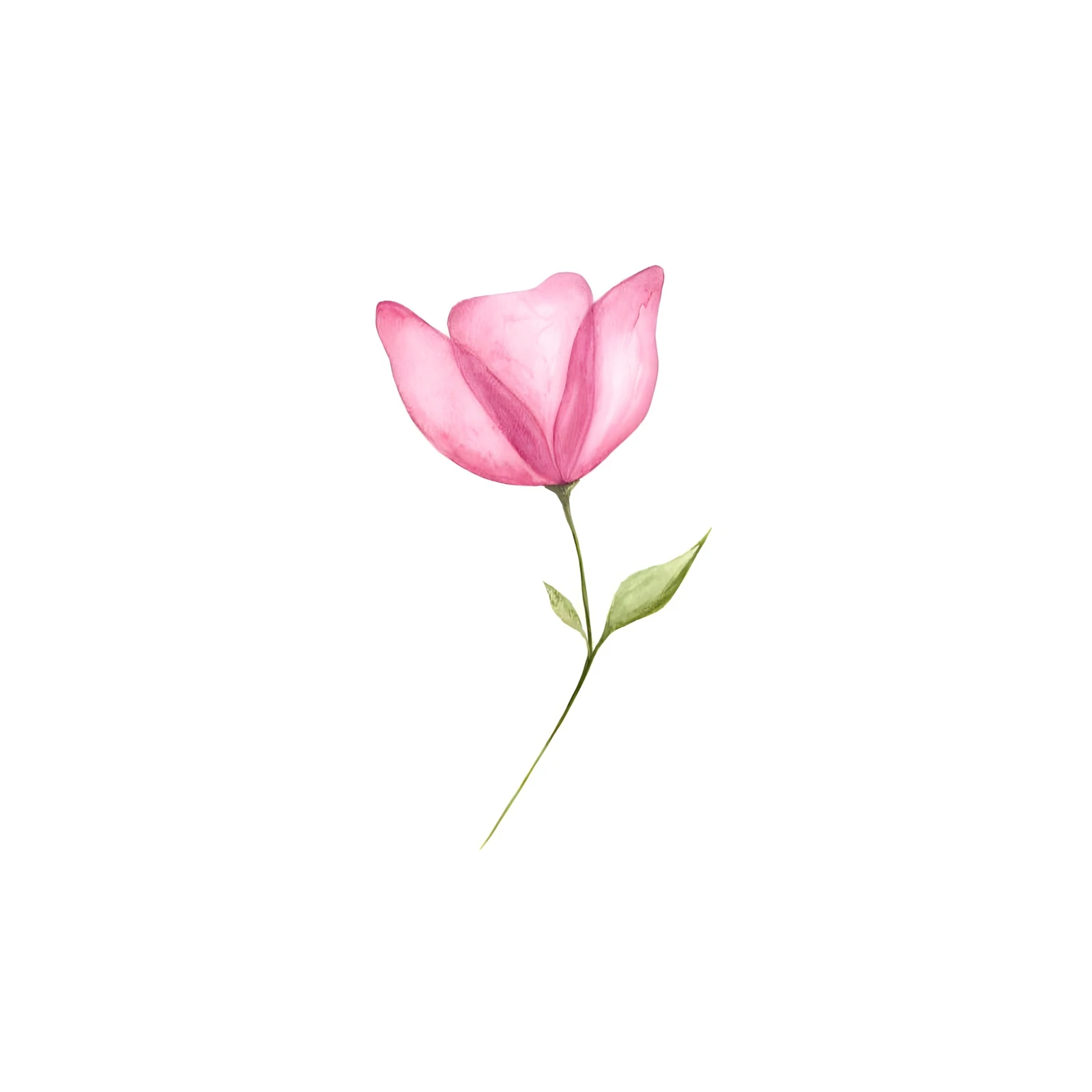 Delicate Pink Floral Watercolor Wall Art