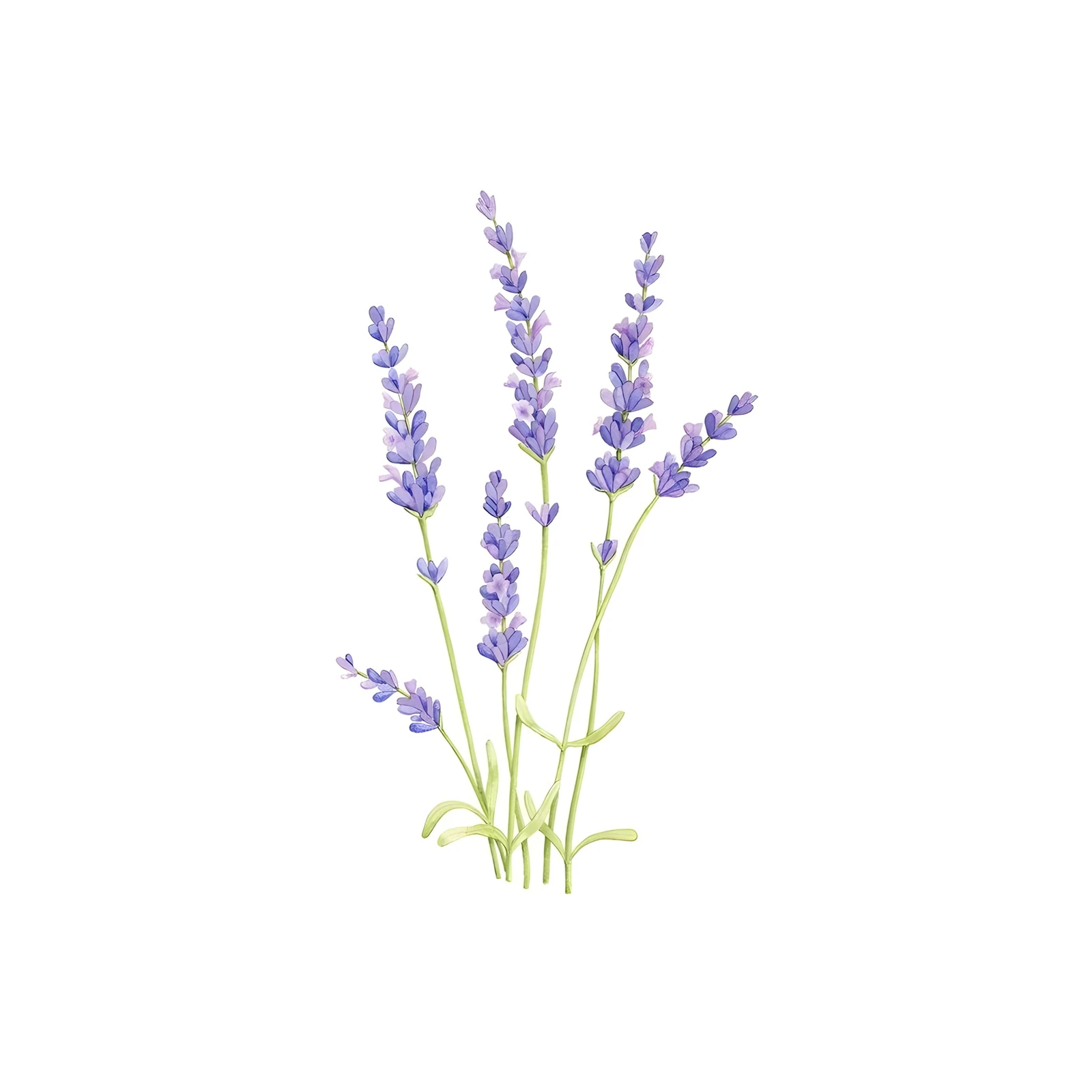 Serene Lavender Botanical Watercolor Wall Art