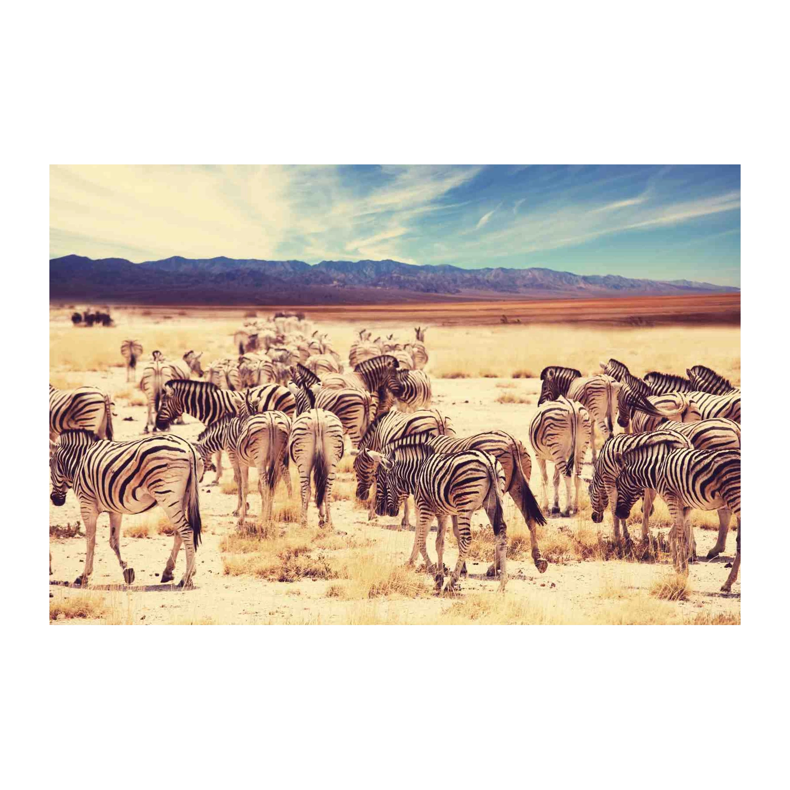 Majestic Zebra Herd Safari Wall Art