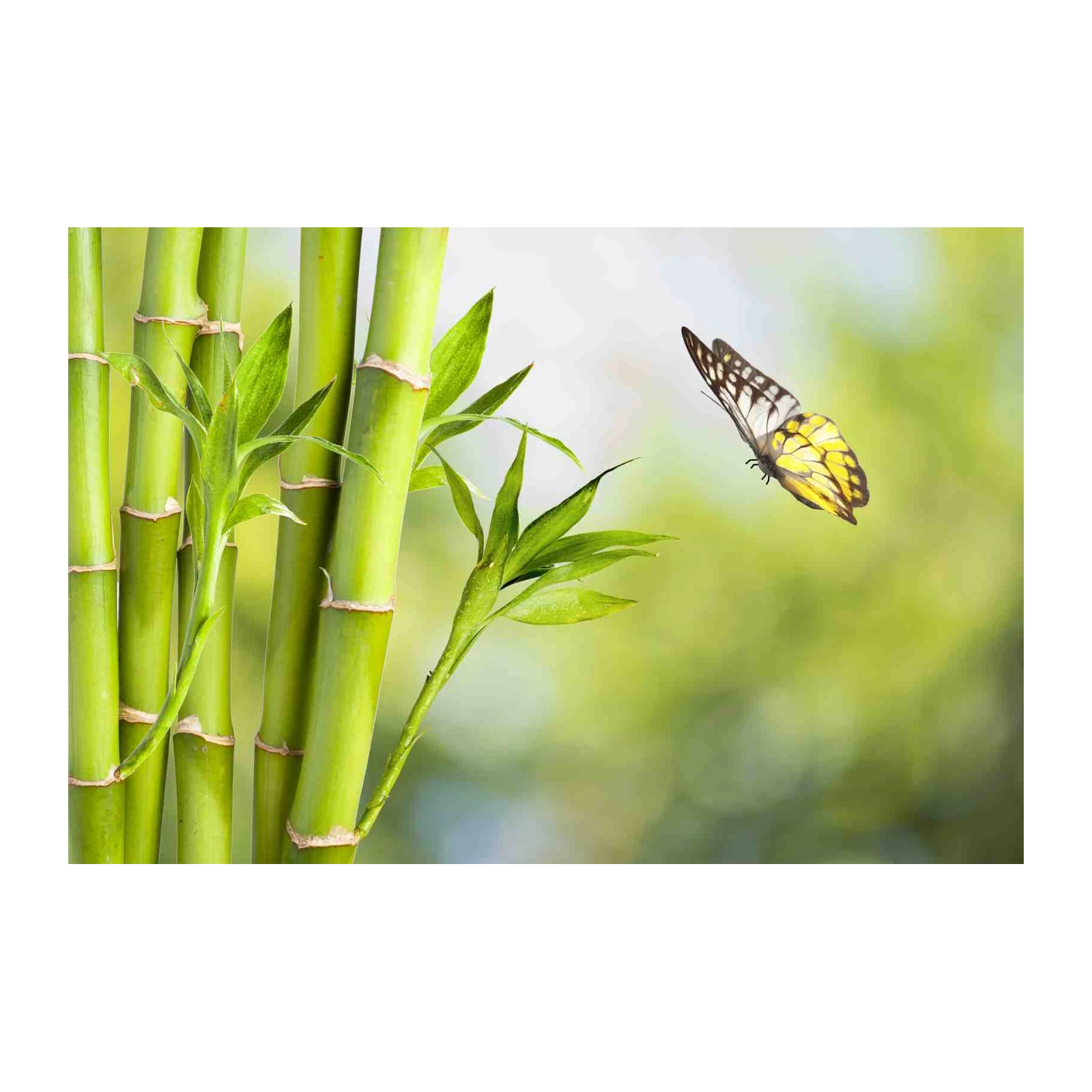 Serene Bamboo & Butterfly Wall Art
