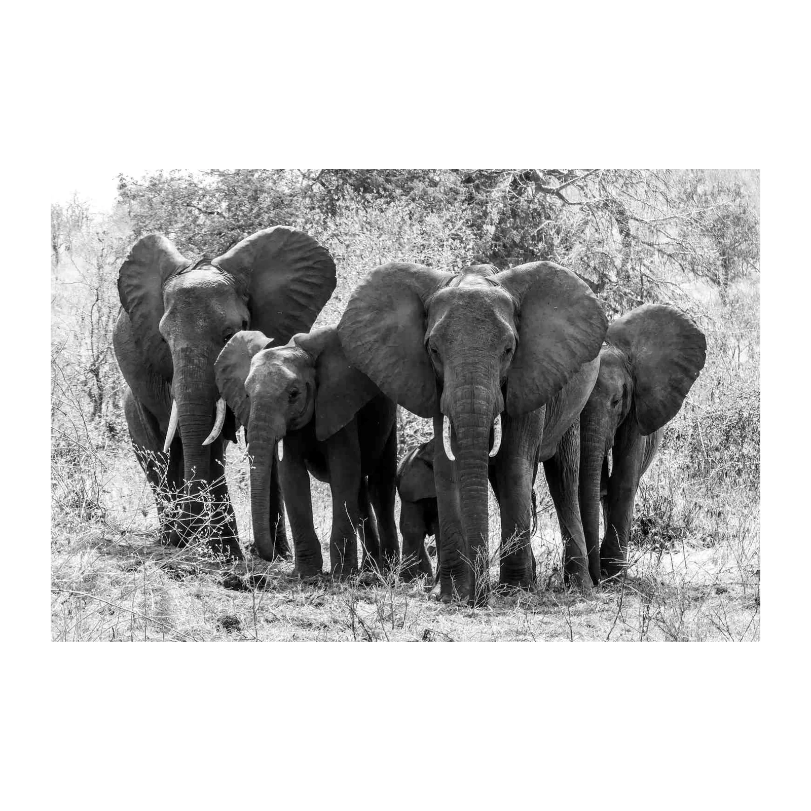 Majestic Elephant Herd Black & White Wall Art