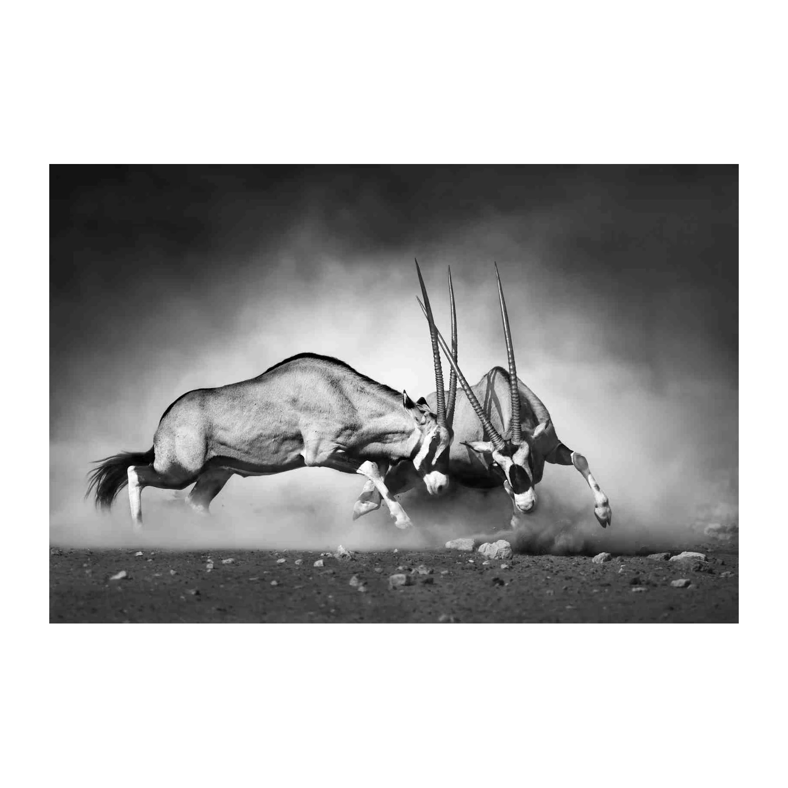 Majestic Oryx Duel Black and White Wall Art