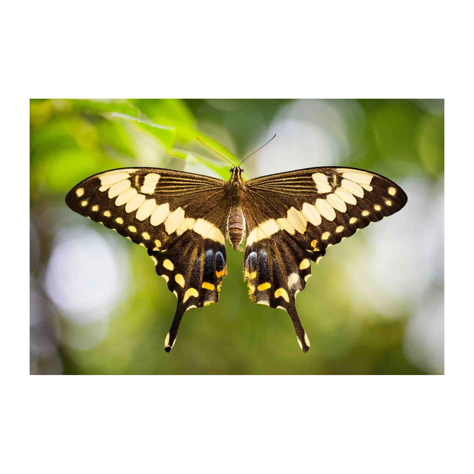 Exotic Butterfly Nature Wall Art
