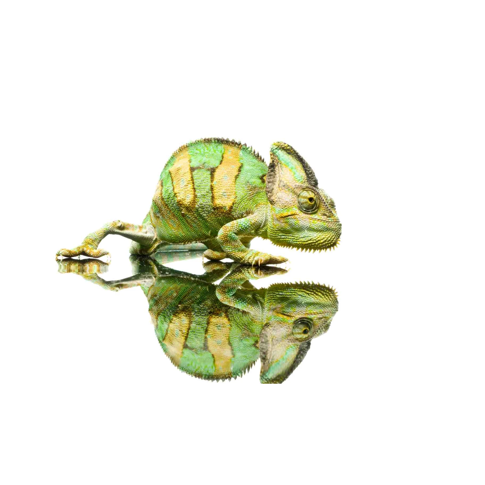 Vibrant Green Chameleon Reflection Wall Art