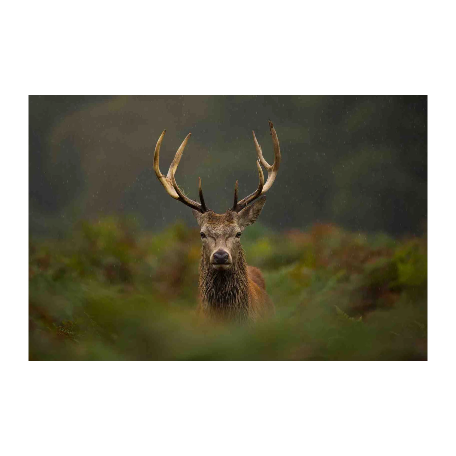 Majestic Stag in Rain Wall Art