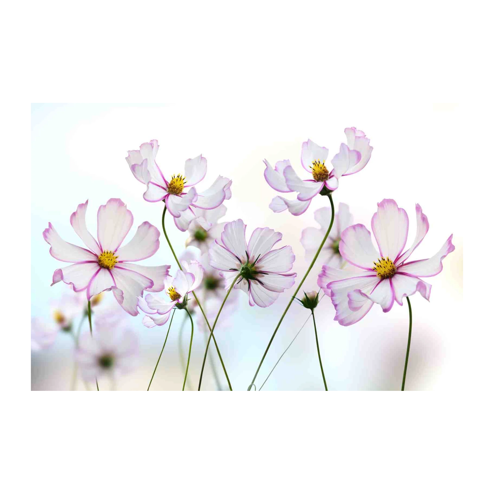 Delicate Cosmos Bloom Wall Art