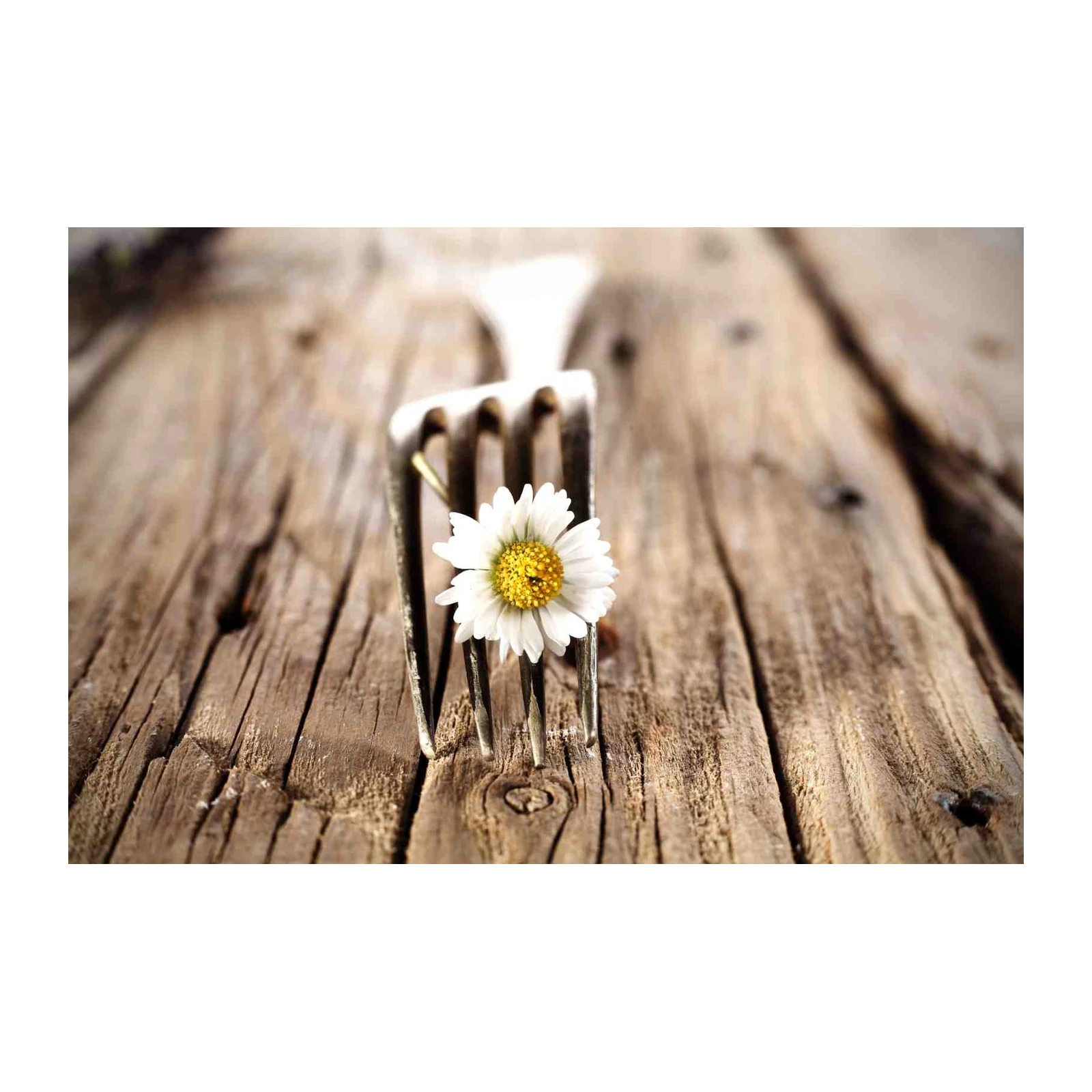 Rustic Daisy Fork Nature Wall Art