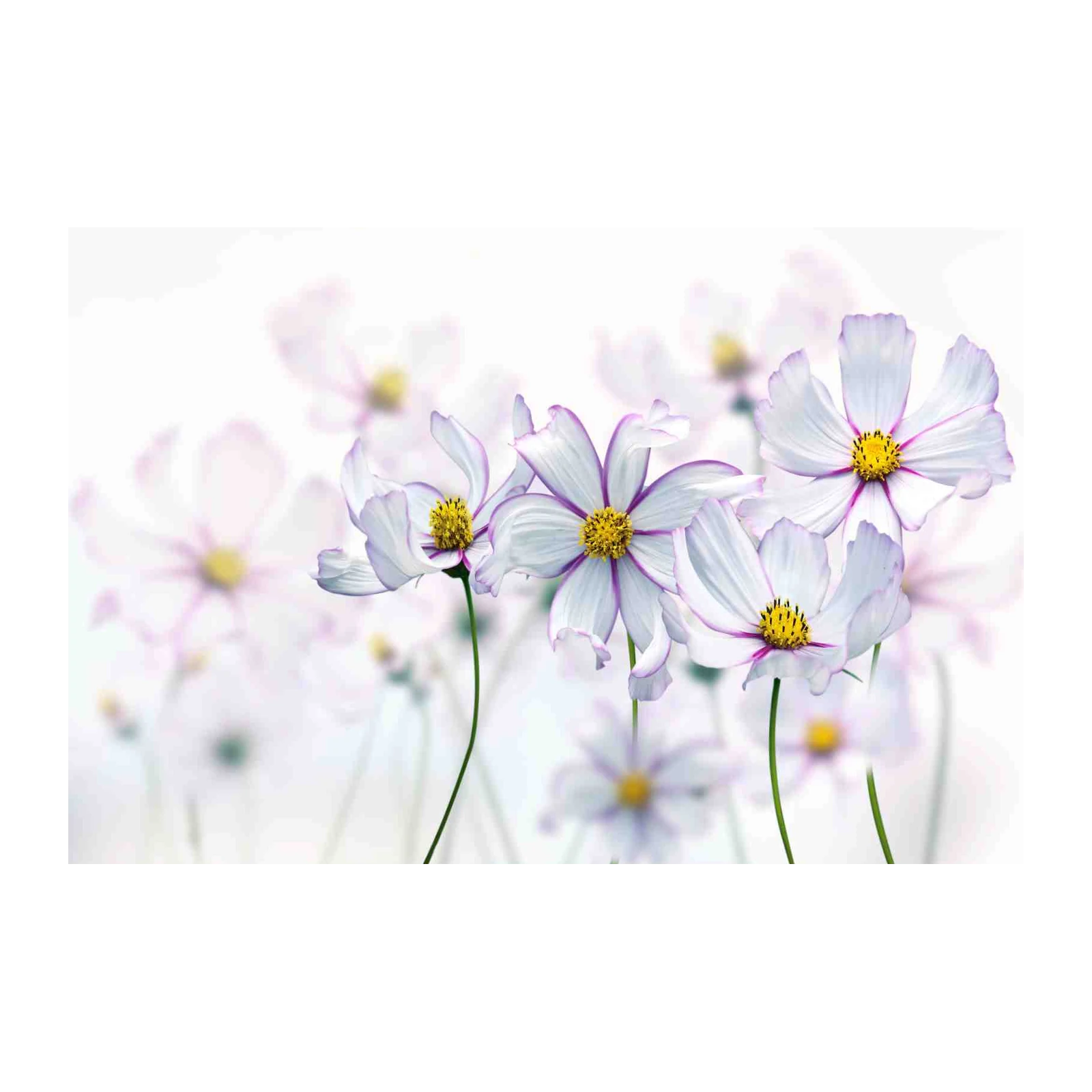 Delicate Cosmos Floral Dream Wall Art