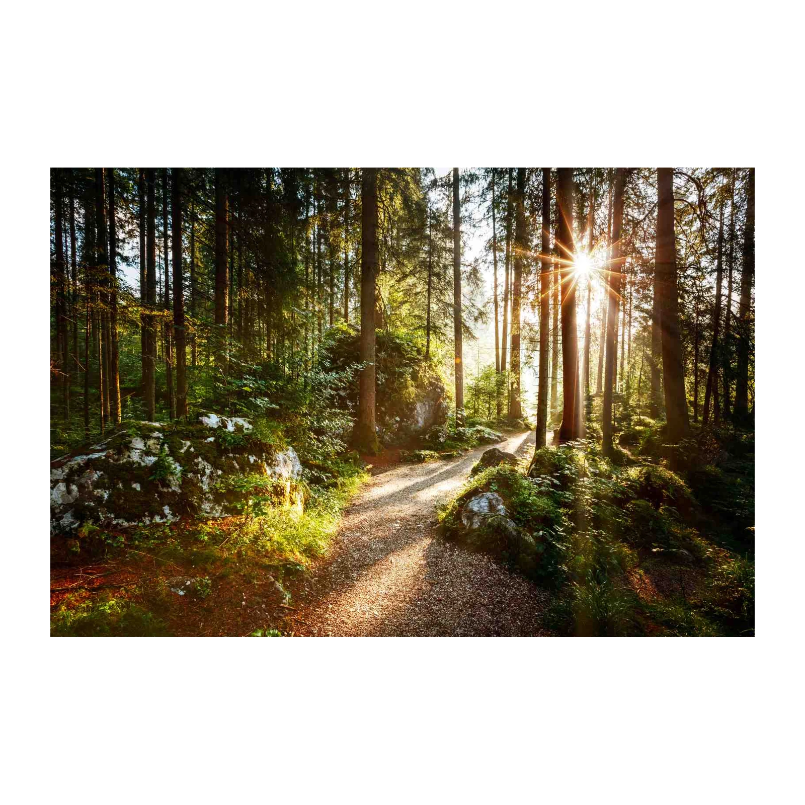 Enchanting Forest Path Wall Art