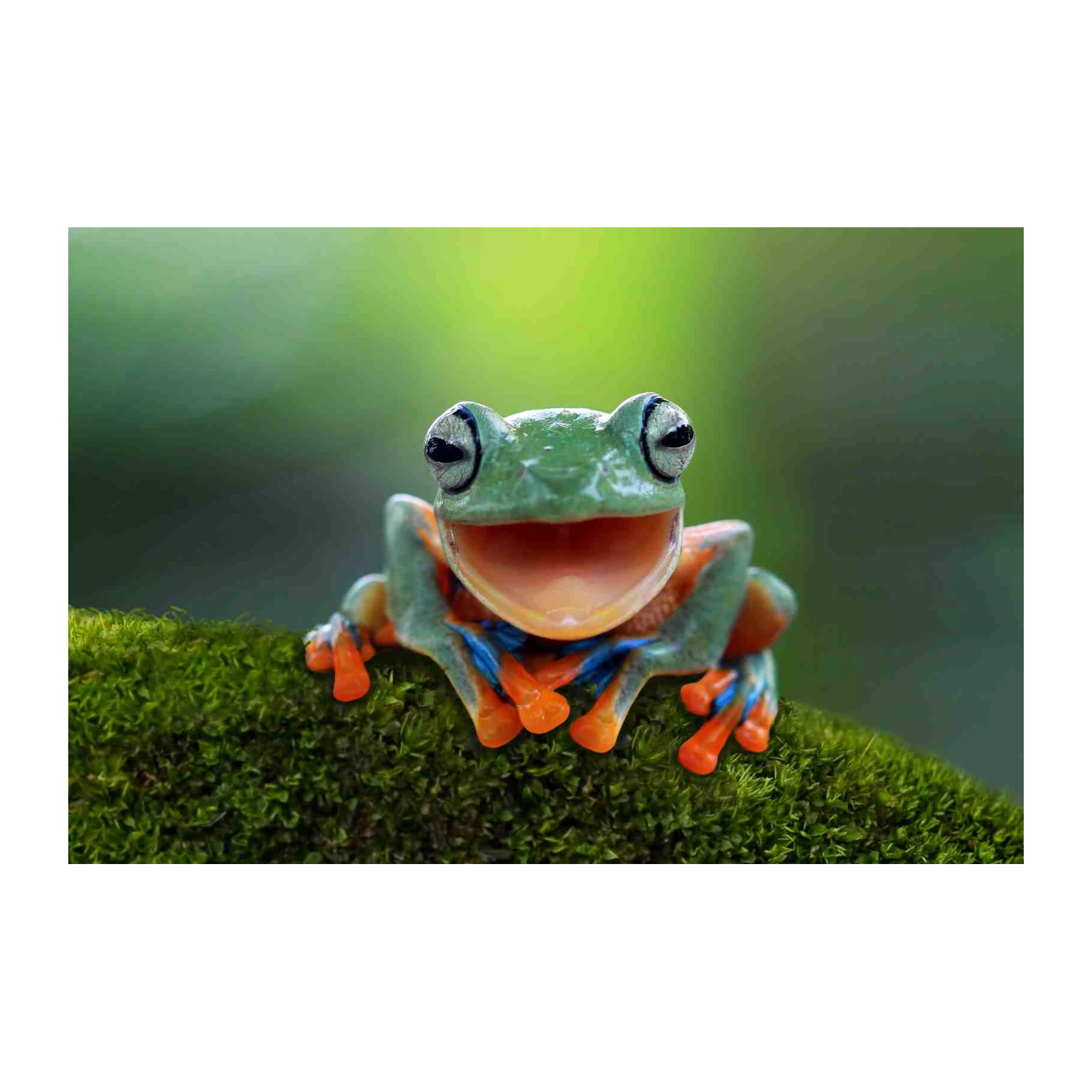 Joyful Tree Frog: Vibrant Nature Wall Art