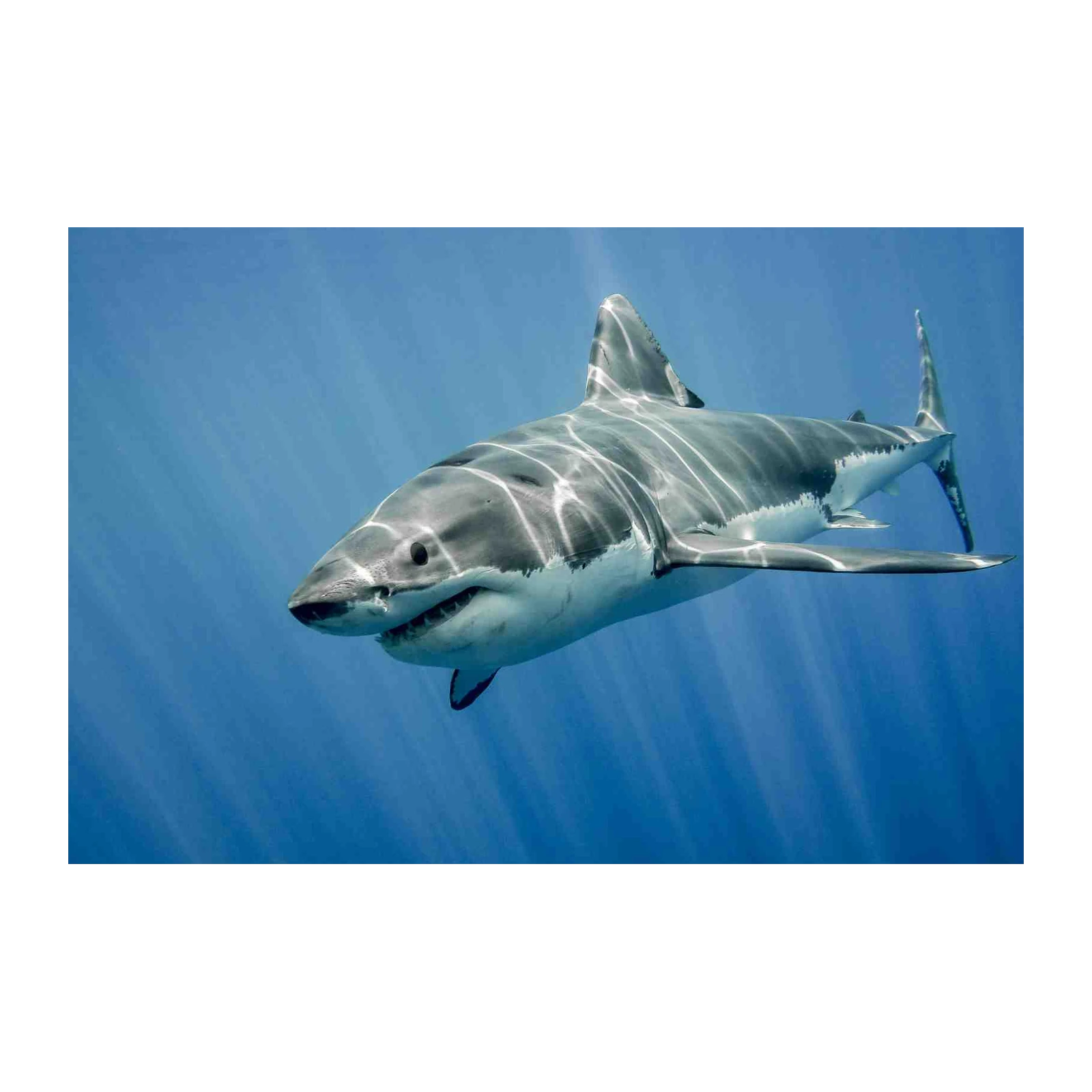 Majestic Great White Shark Ocean Wall Art
