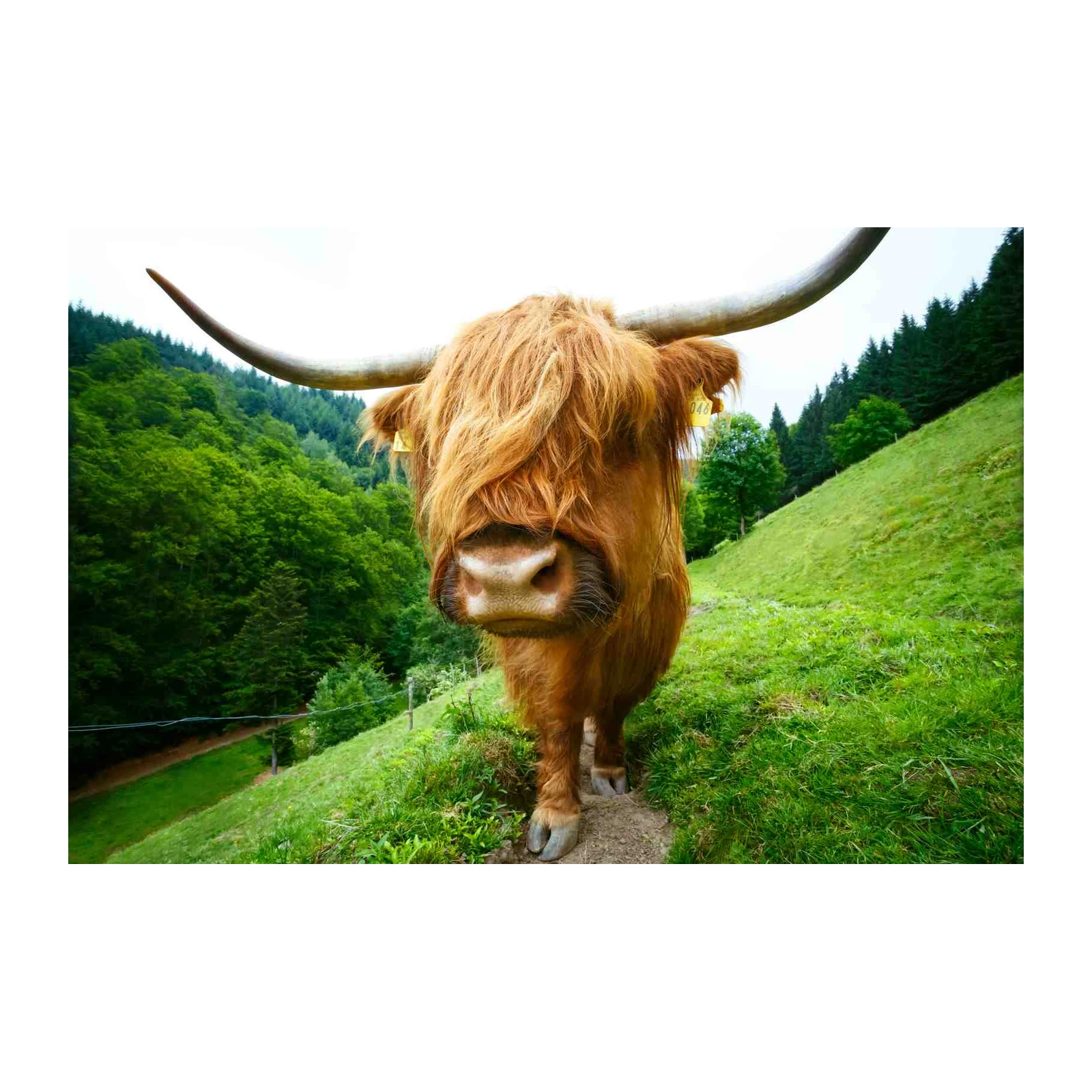 Majestic Highland Cow 'Gentle Giant' Wall Art