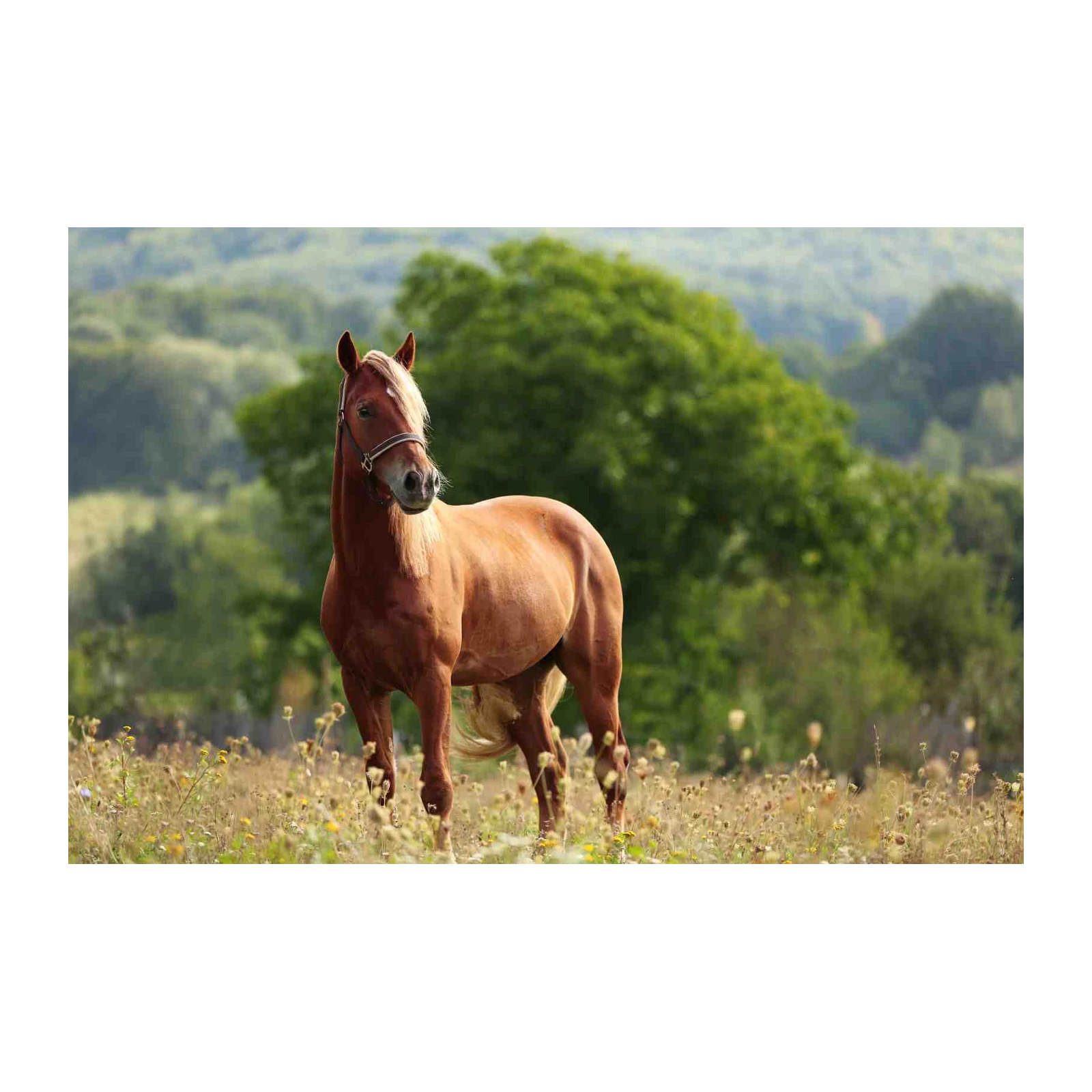 Majestic Horse Nature Wall Art