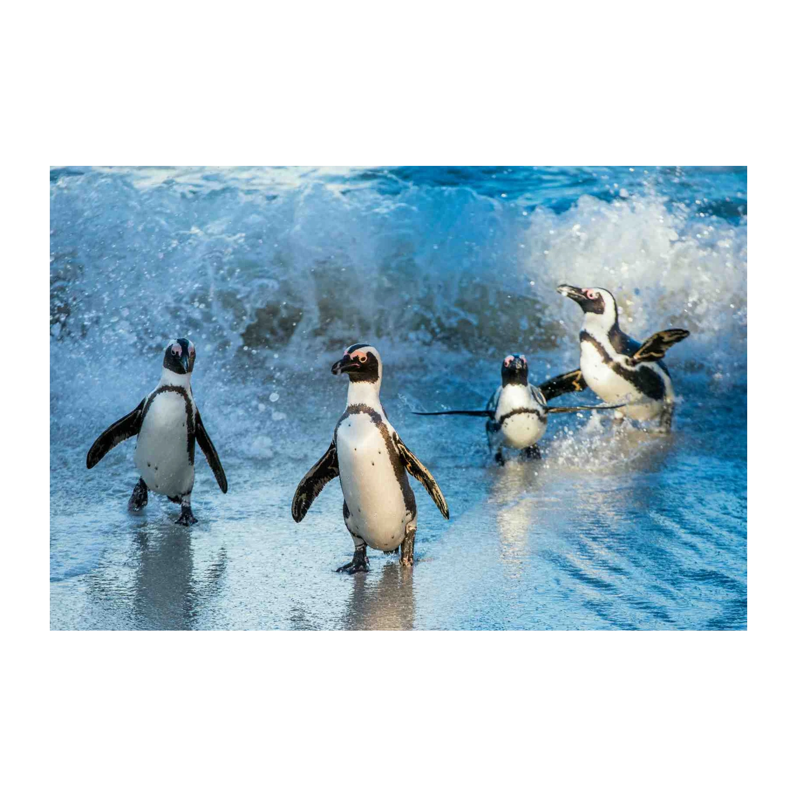 Playful Penguins Beach Scene Wall Art