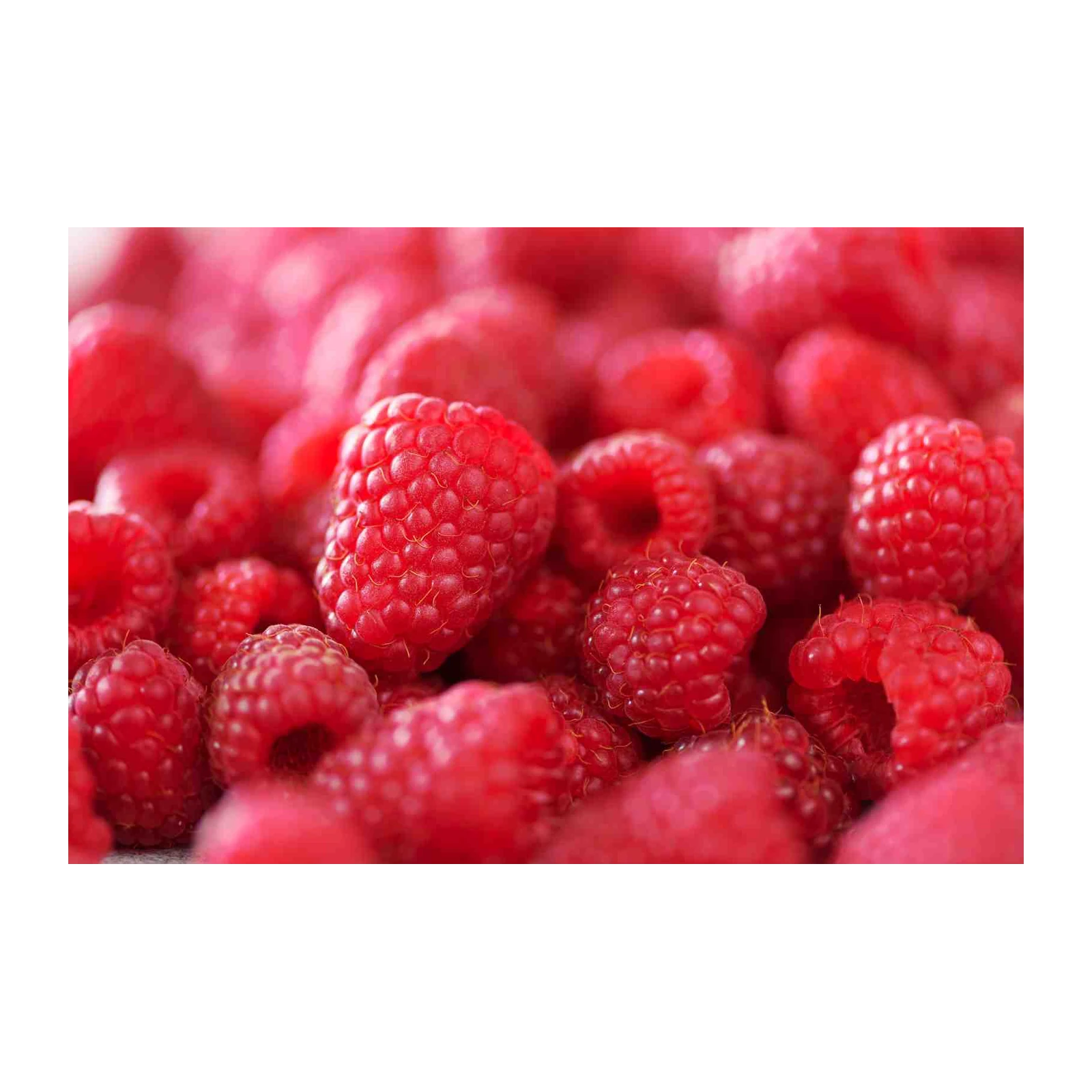 Vibrant Raspberry Close-Up Wall Art