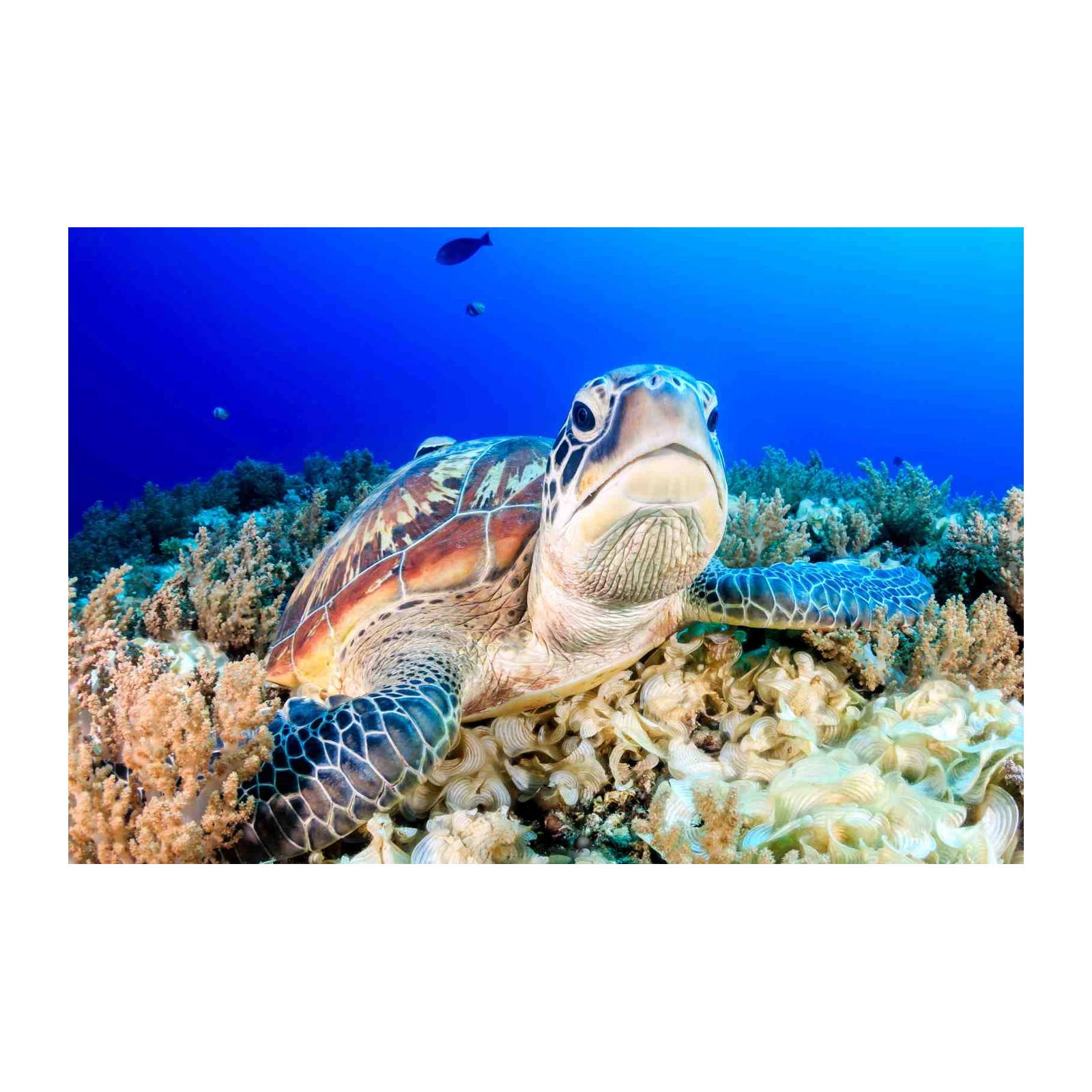 Majestic Sea Turtle in Coral Reef Wall Art