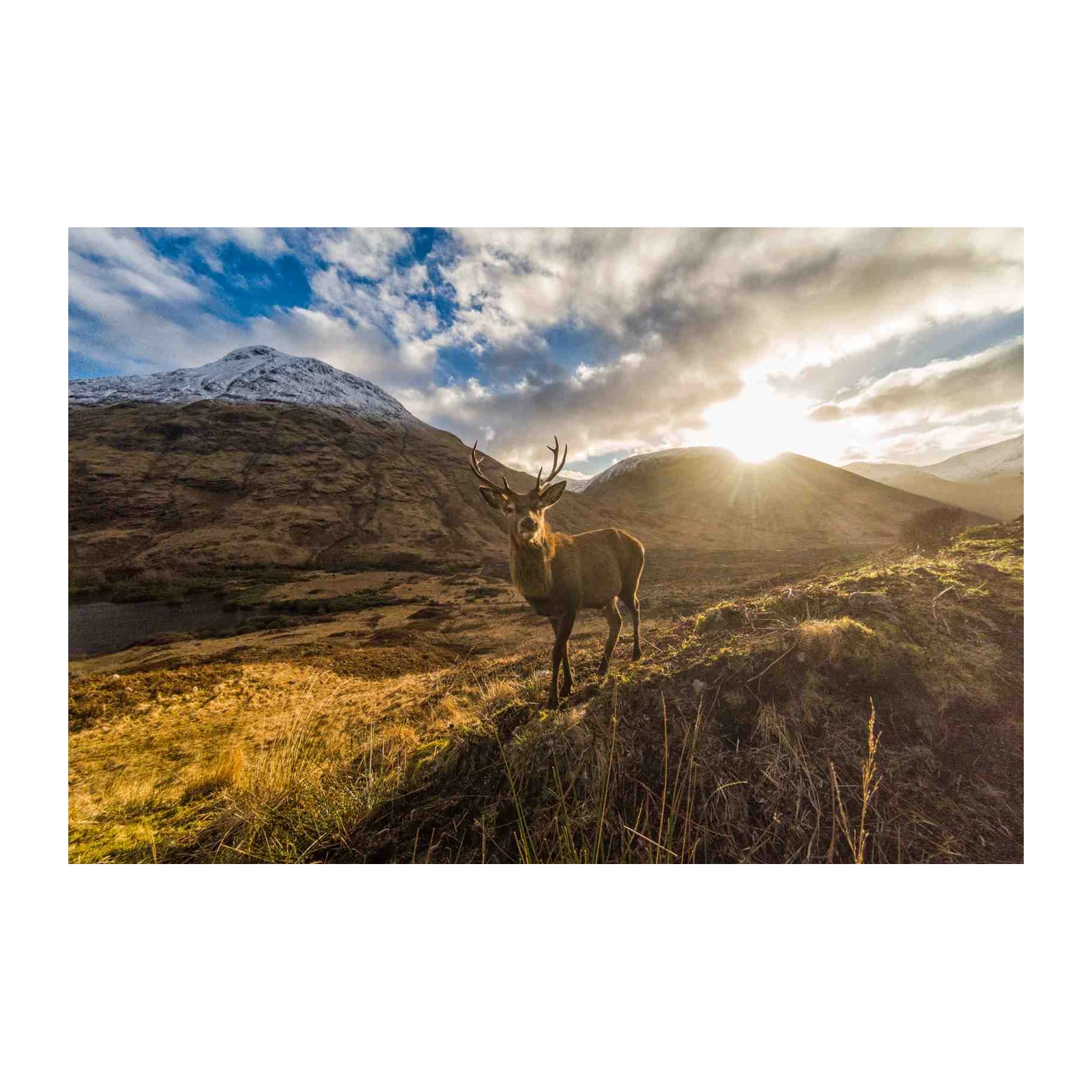Majestic Stag Highland Landscape Wall Art