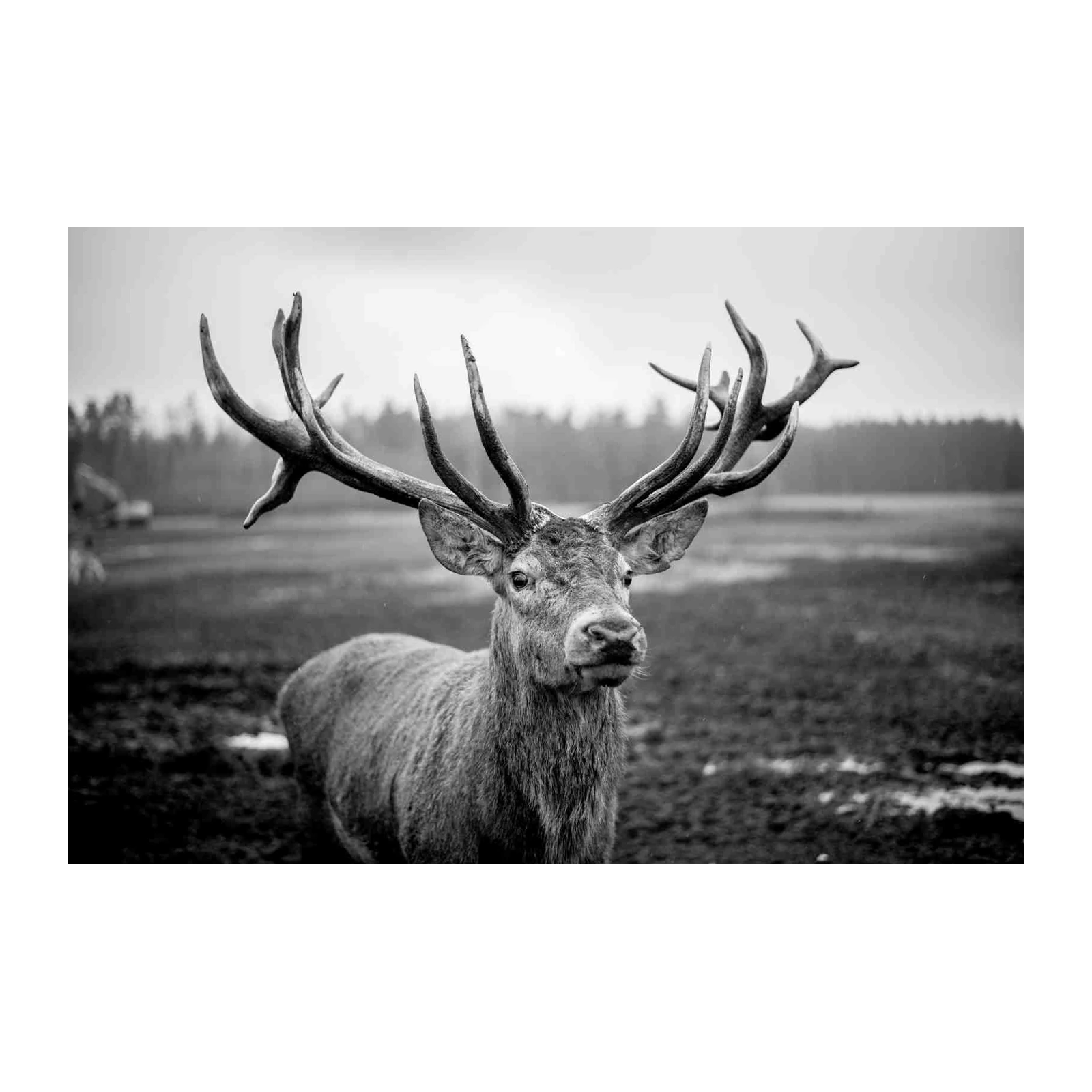 Majestic Stag B&W Wildlife Wall Art