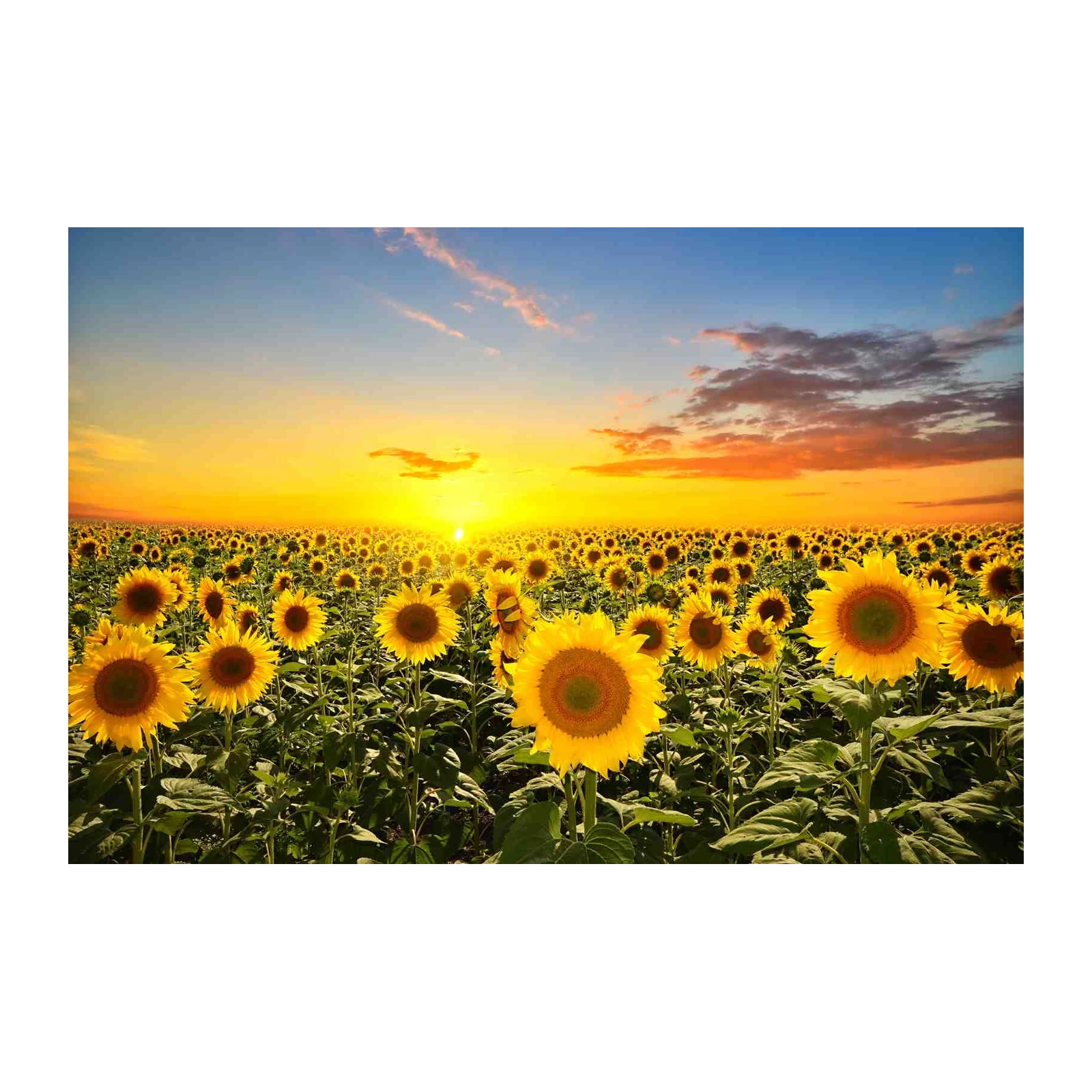 Golden Sunflower Field Sunset Wall Art