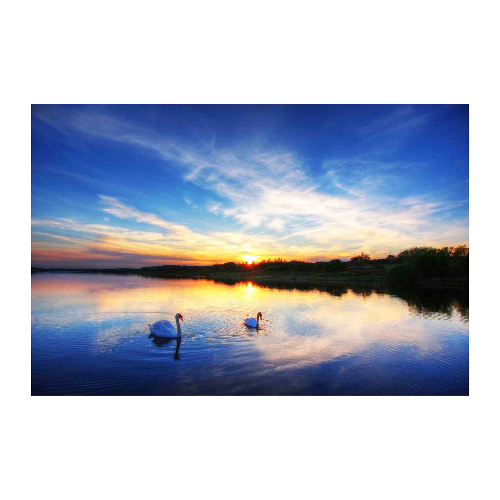 Serene Swans Sunset Lake Wall Art