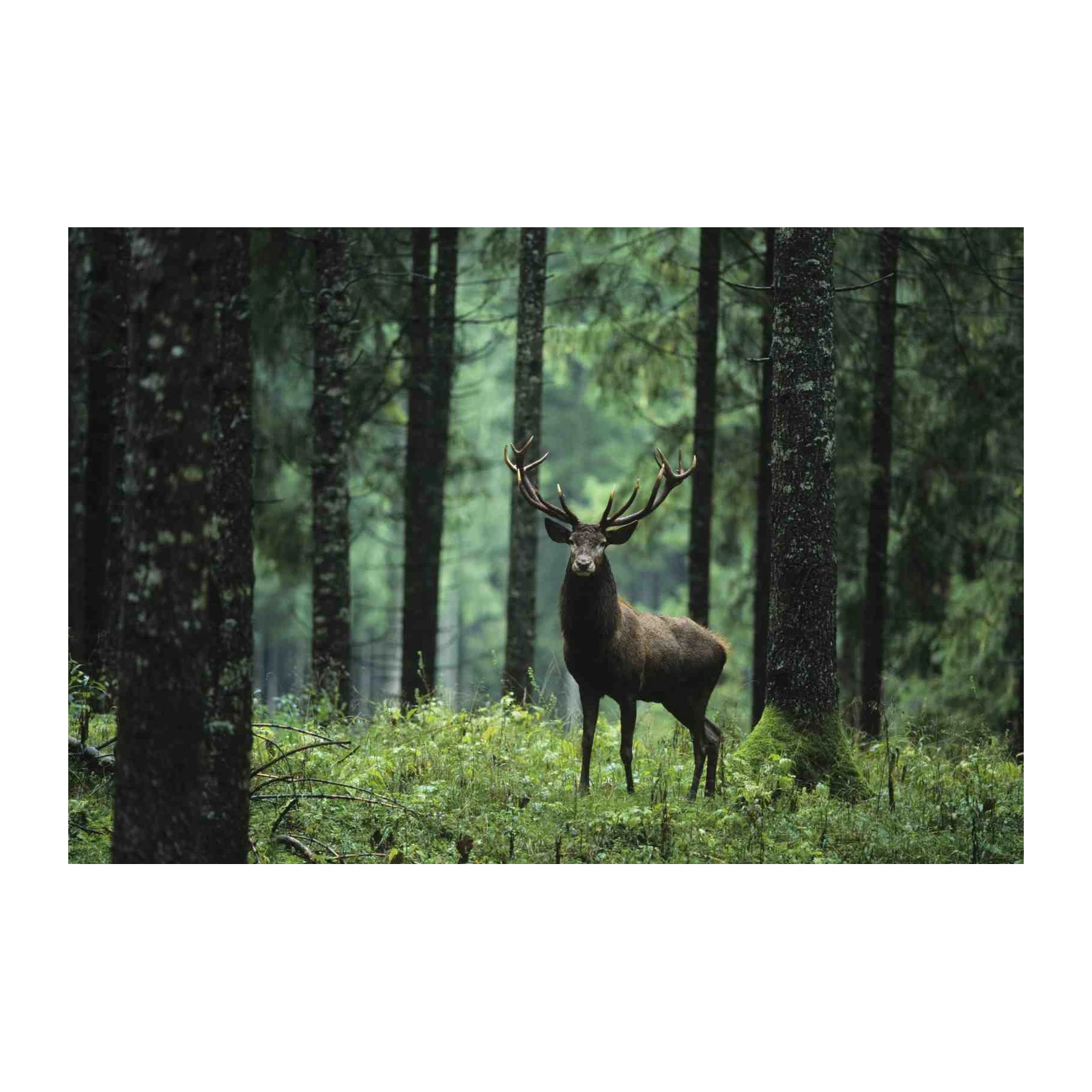 Majestic Stag Forest Nature Wall Art