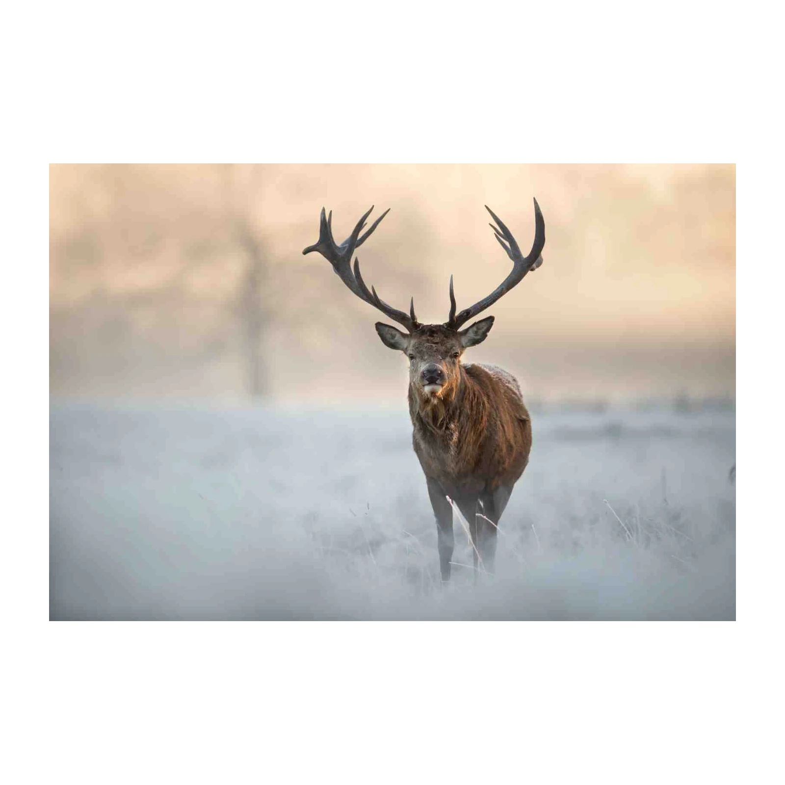 Majestic Stag Wildlife Art Wall Art