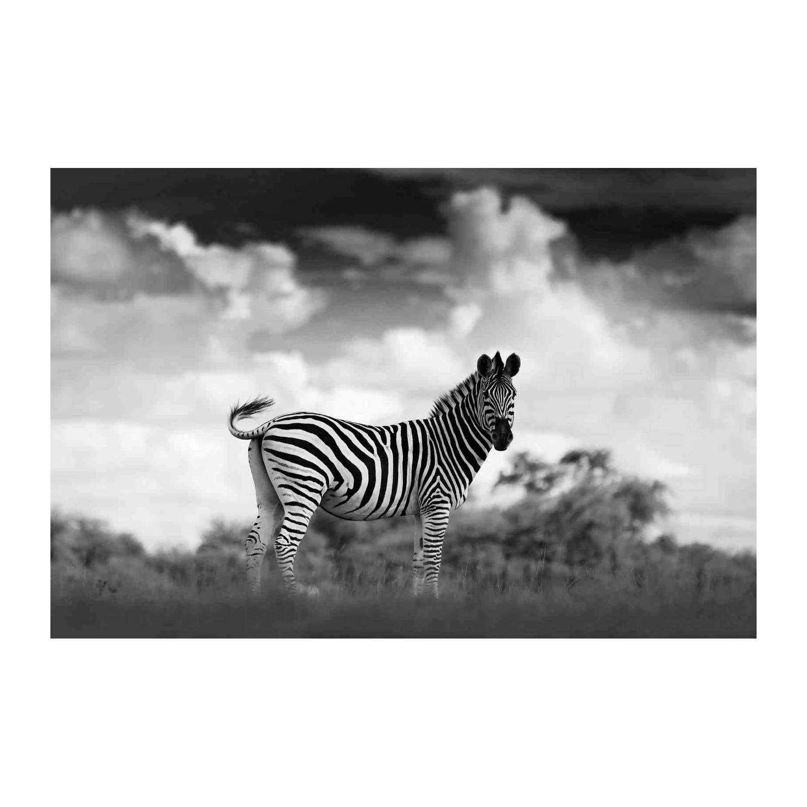 Majestic Zebra in Black & White Wall Art