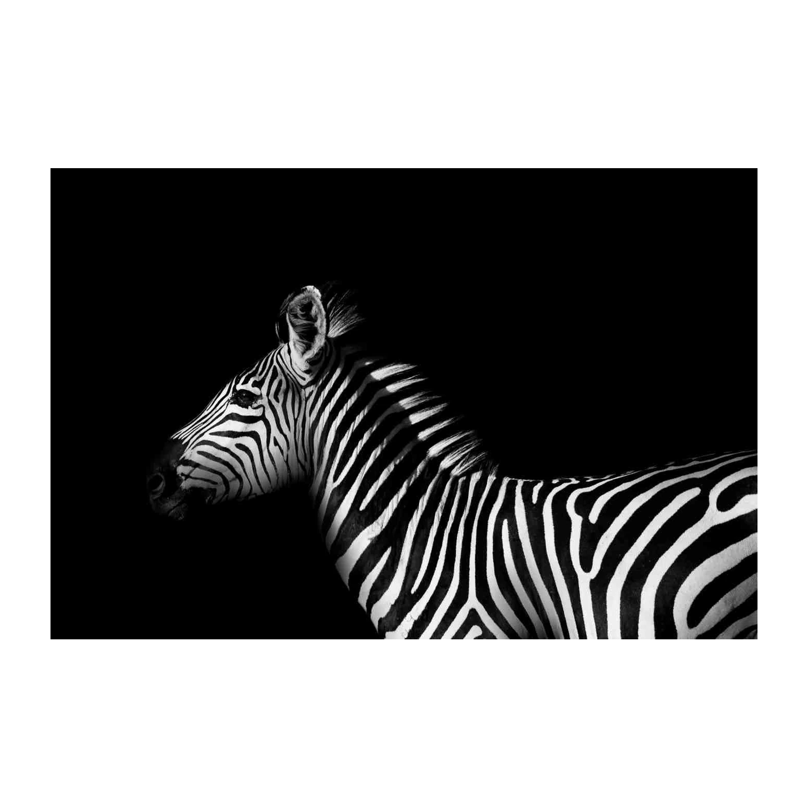 Striking Zebra Portrait Black & White Wall Art