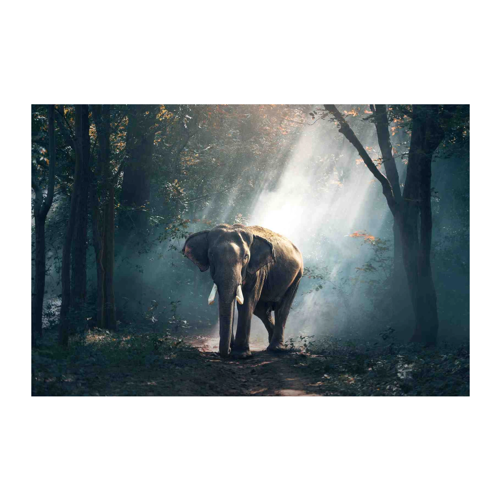 Majestic Elephant in Misty Forest Wall Art