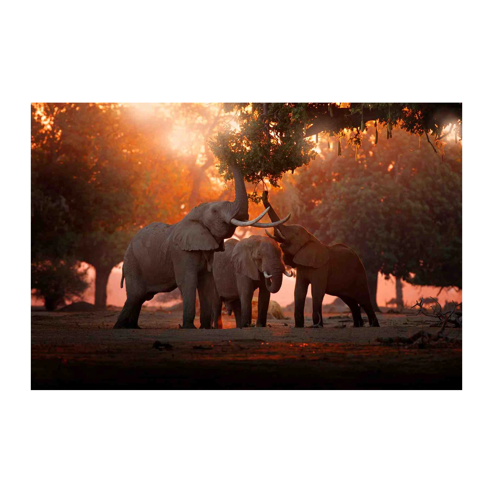 Majestic Elephants Sunset African Safari Wall Art