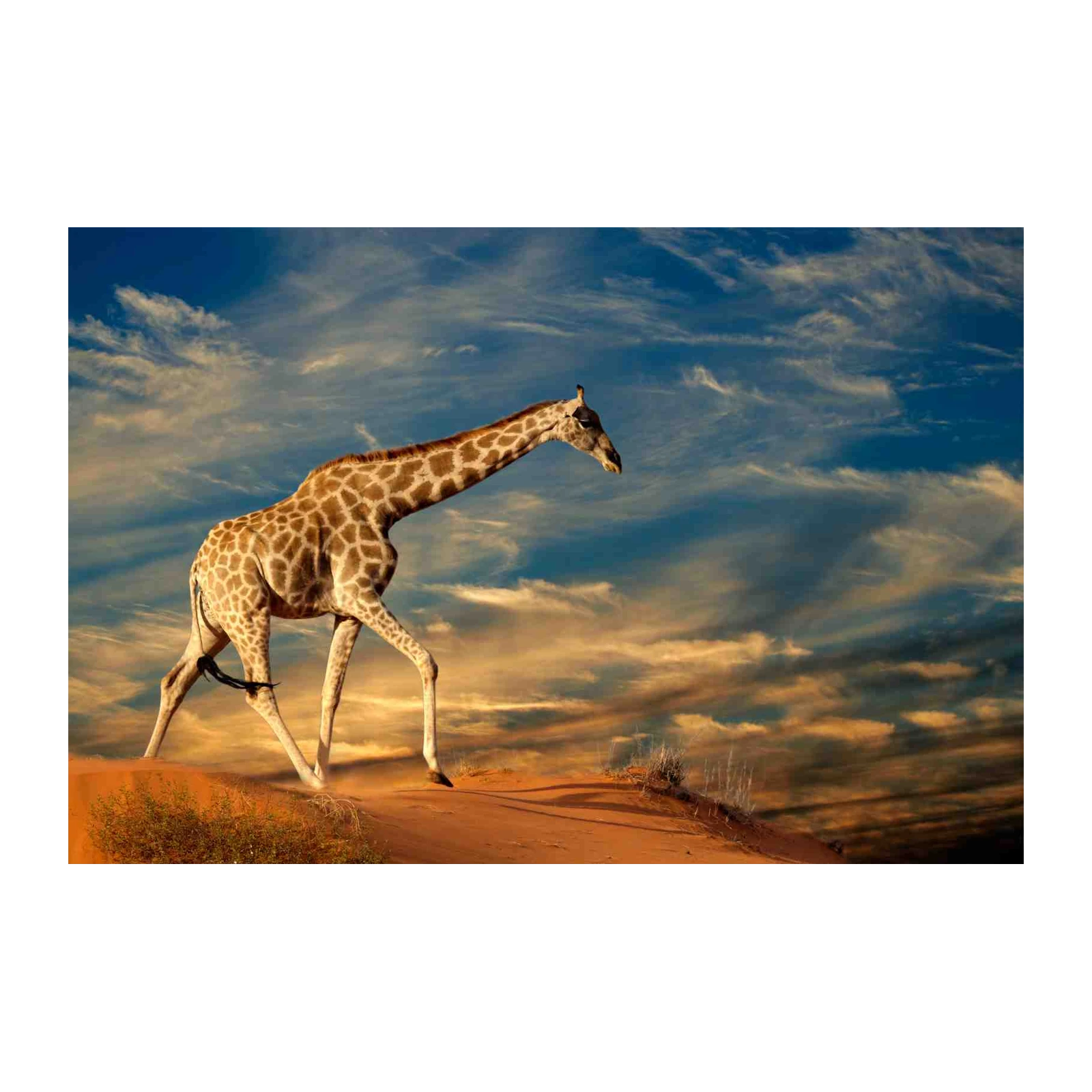 Majestic Giraffe Desert Wander Wall Art