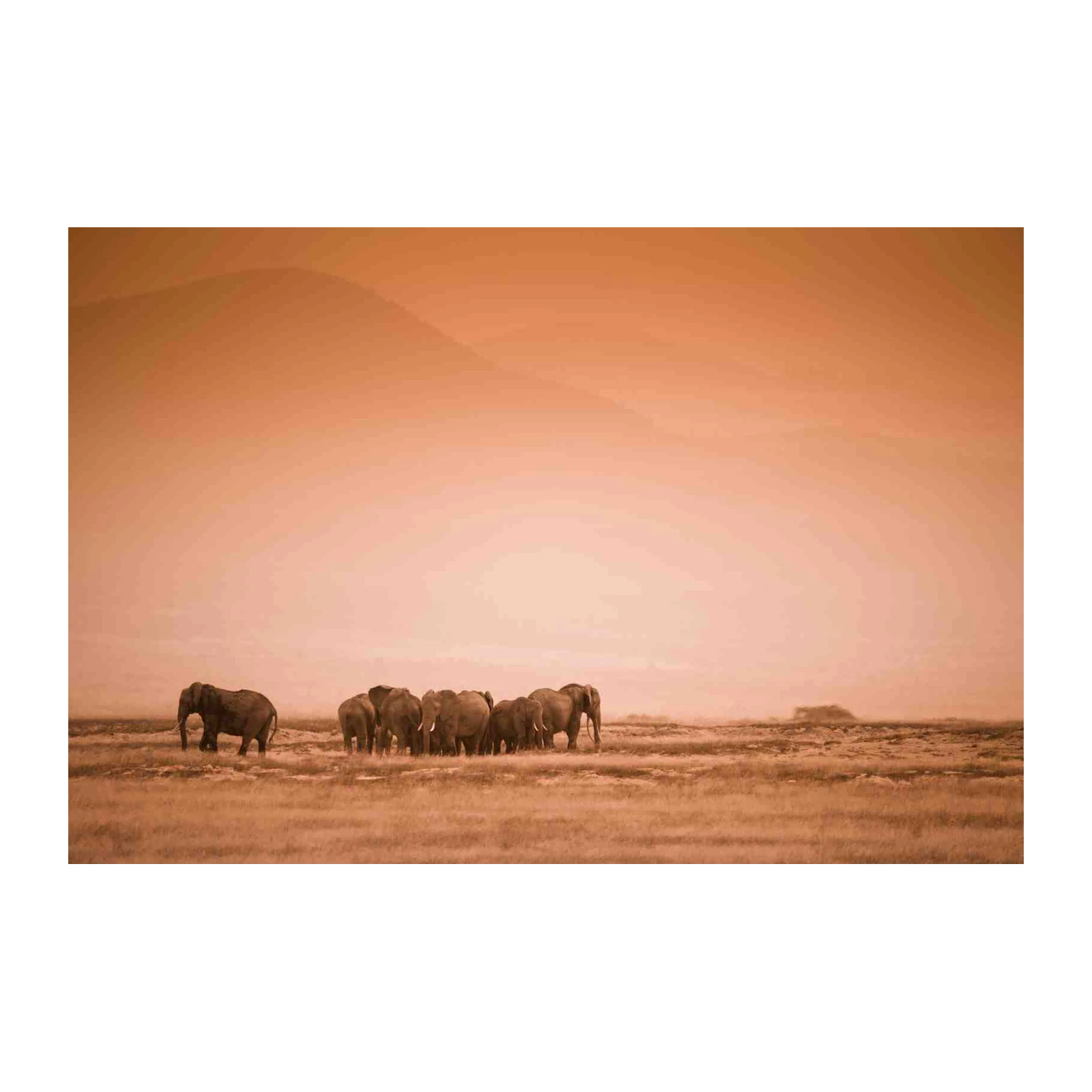 Serene Elephant Herd Savannah Sunset Wall Art
